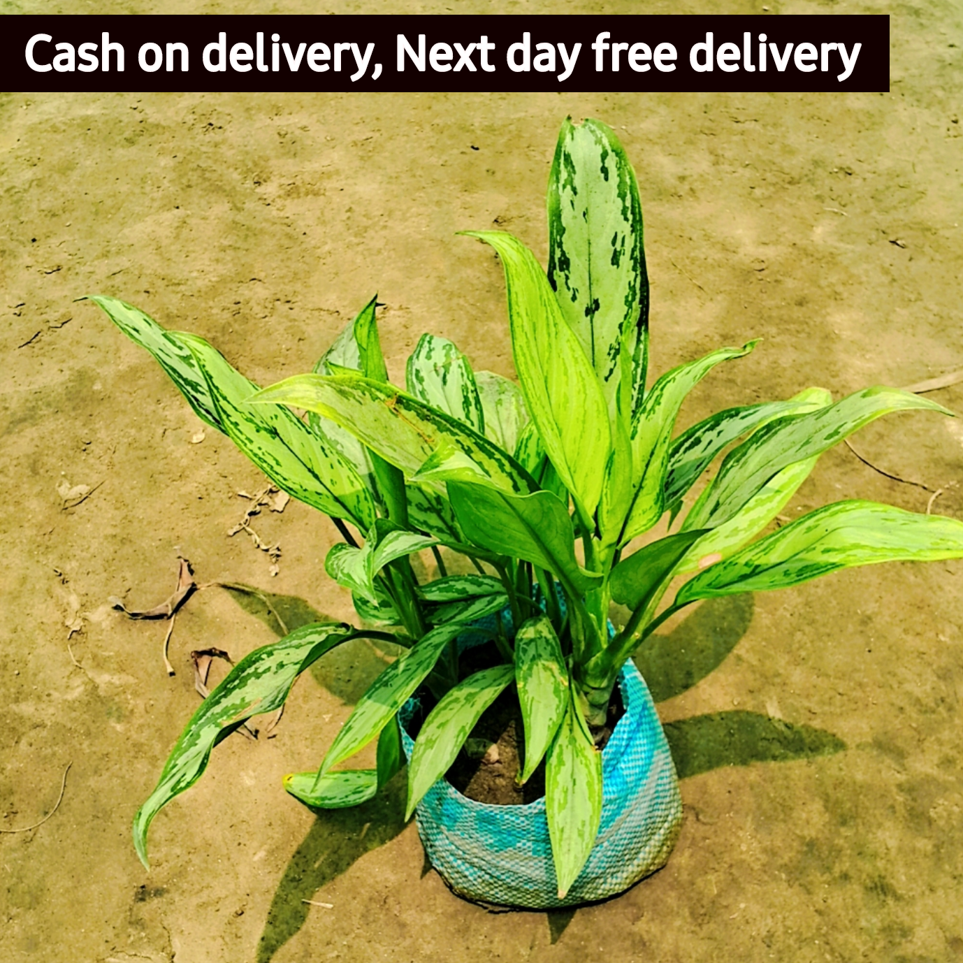 Aglaonema snow white variegated plant in 6 inch pot