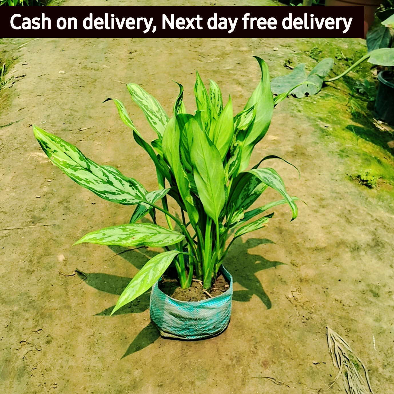 Aglaonema chinese evergreen plant in 8 inch pot