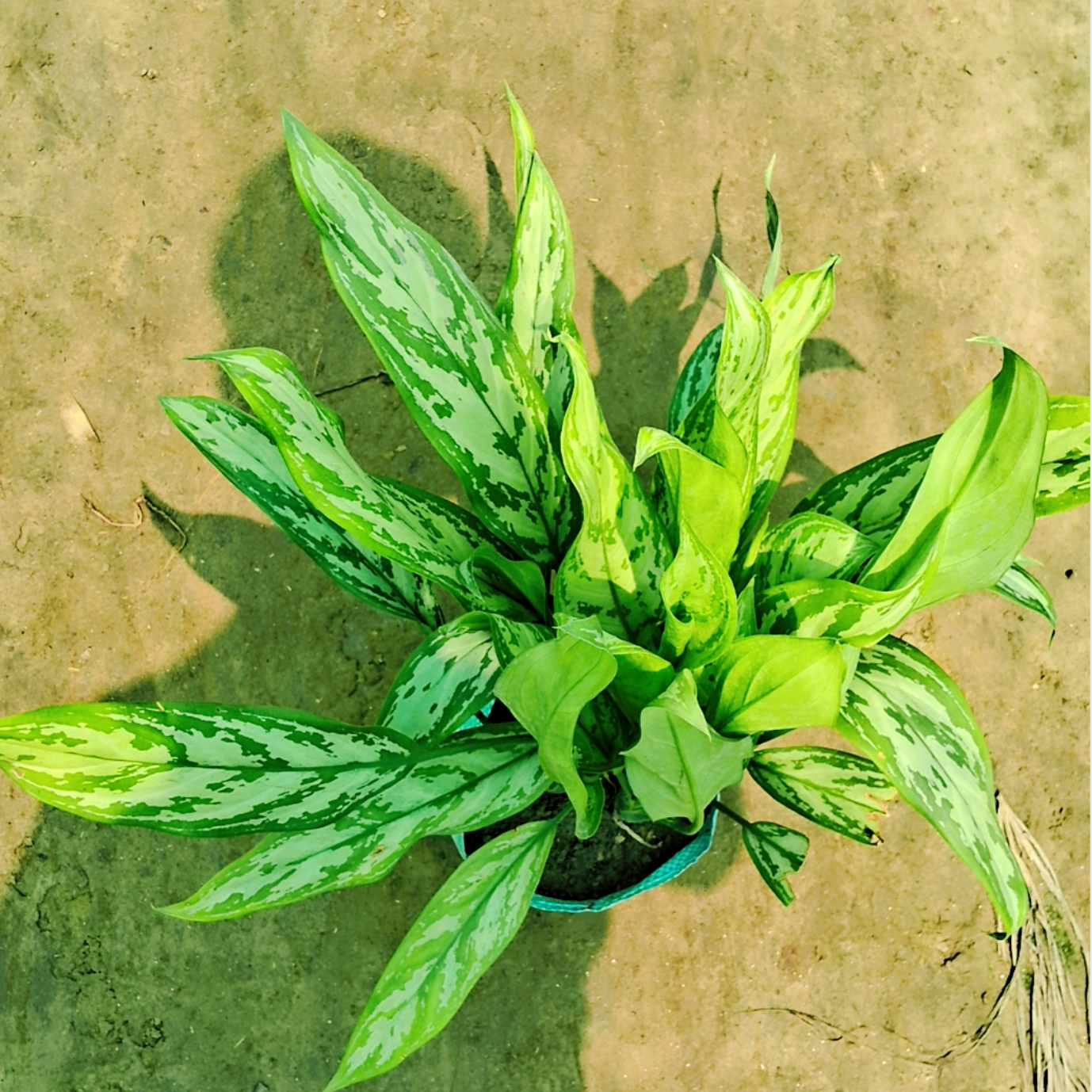 Aglaonema chinese evergreen plant in 8 inch pot