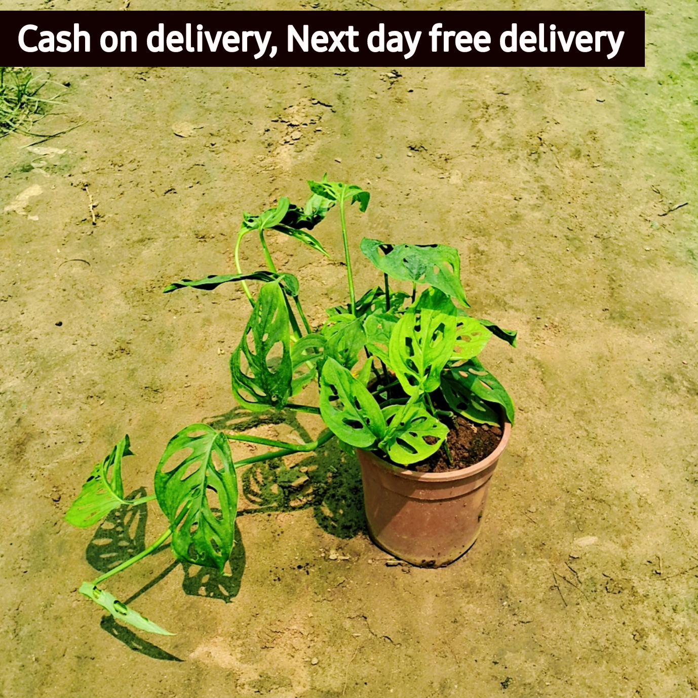 Broken heart money plant in 6 inch black pot