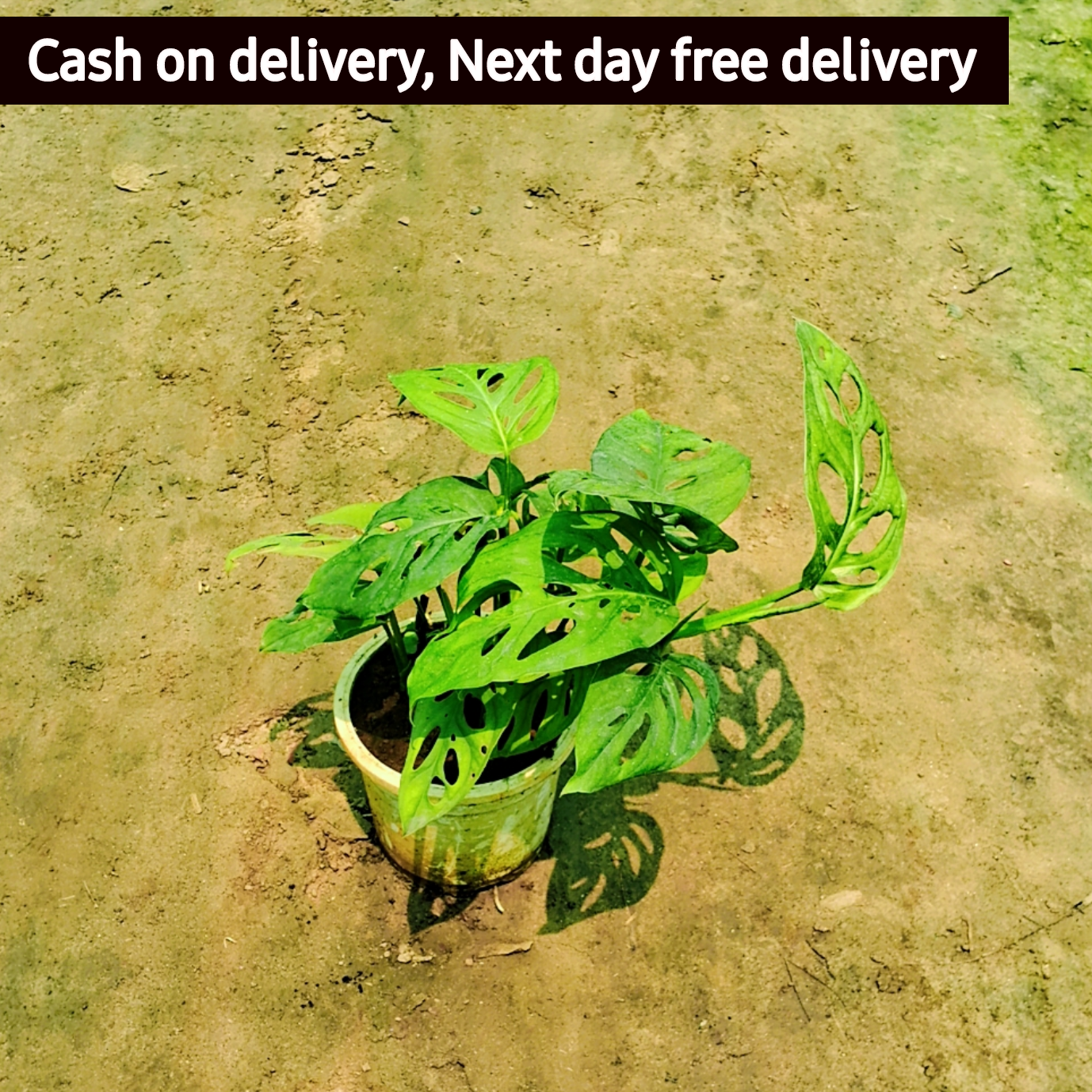 Broken heart money plant in 6 inch black pot