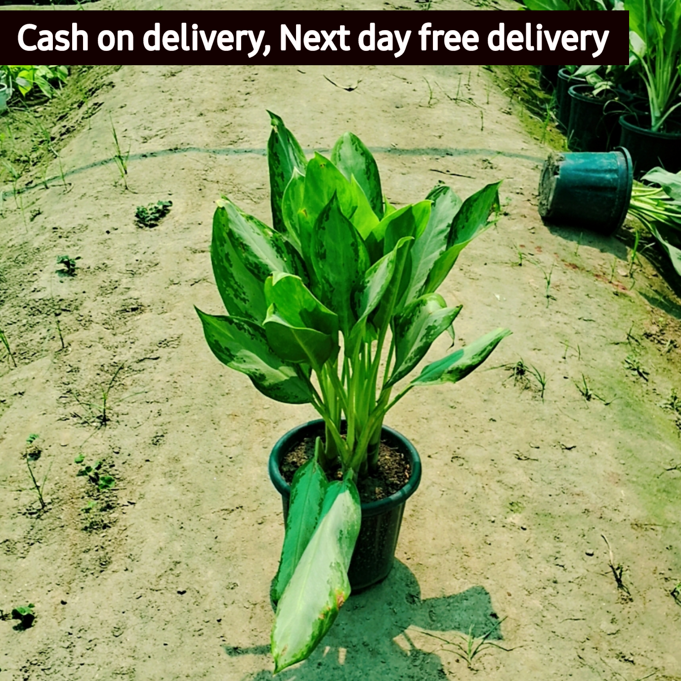 Aglaonema chinese evergreen plant in 8 inch pot