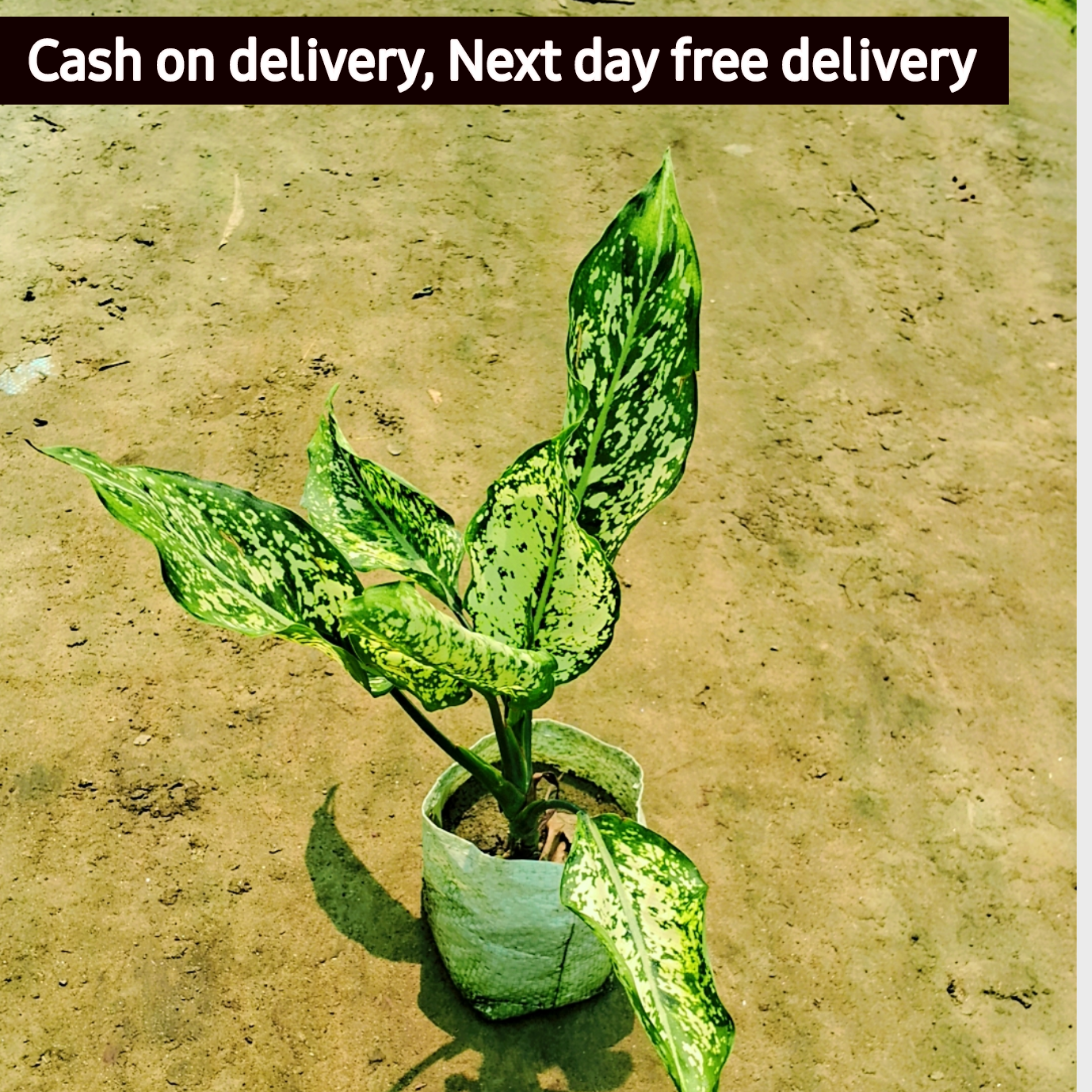 Aglonima snow white plant in 6 inch polybag