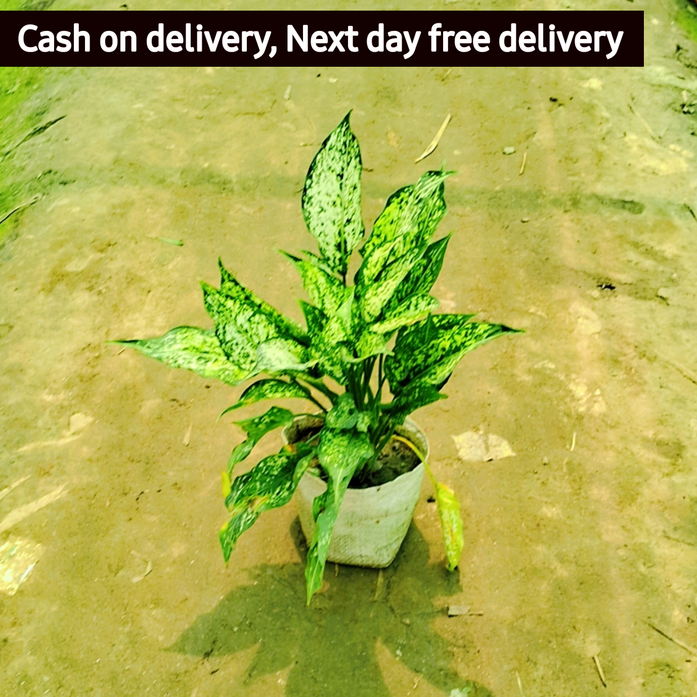 Aglaonema snow white plant in 6 inch polybag