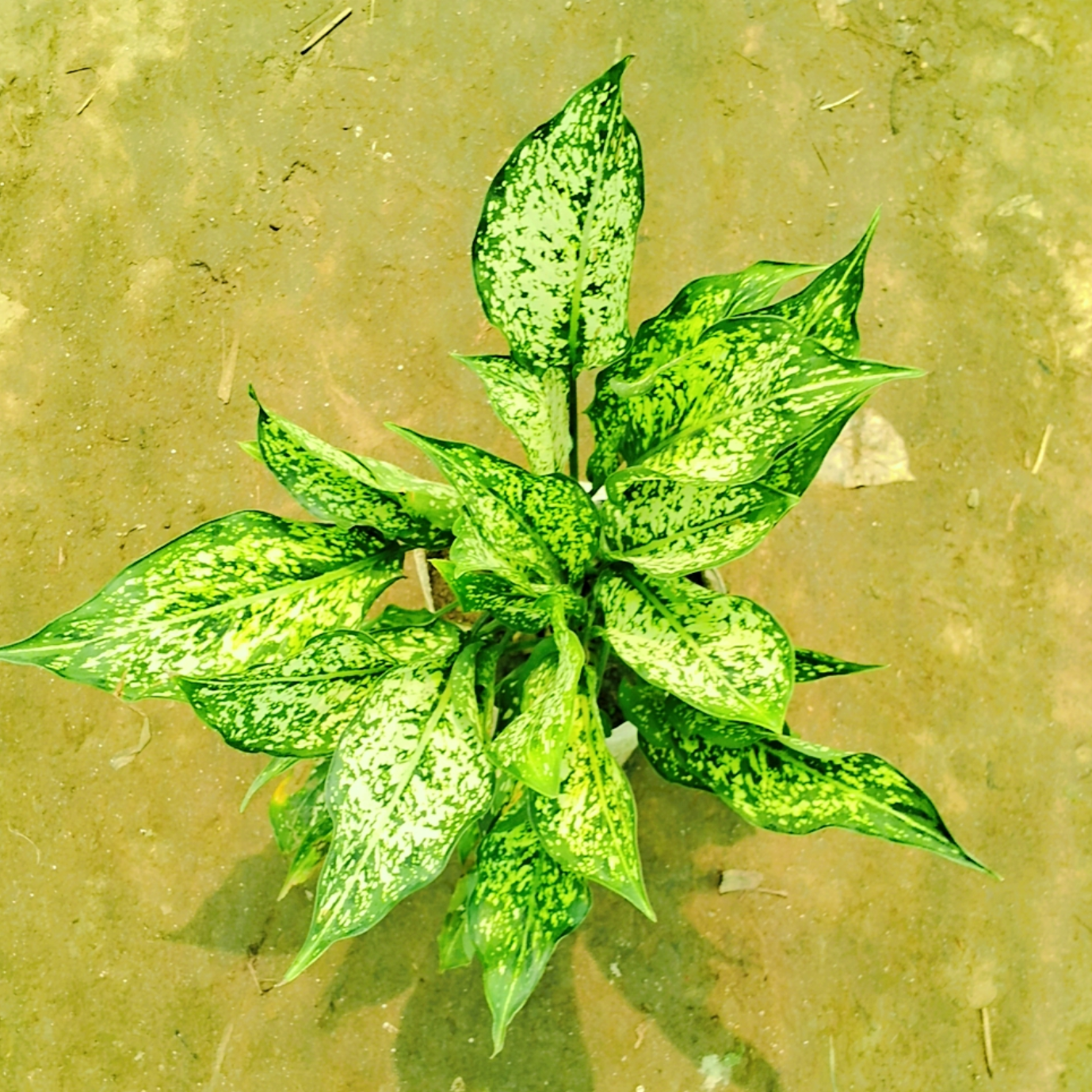 Aglaonema snow white plant in 6 inch polybag