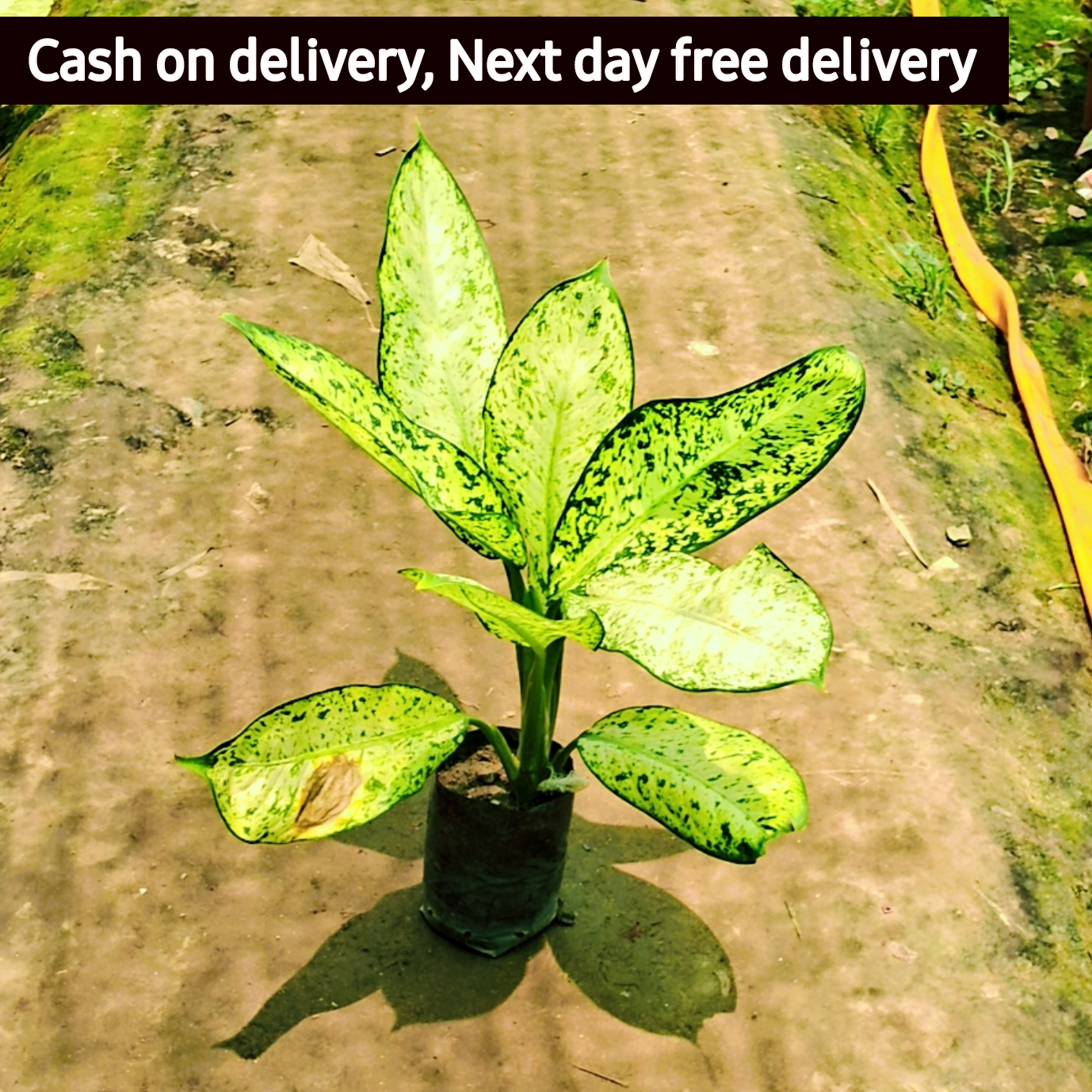 Dieffenbachia starbright plant in 6 inch polybag