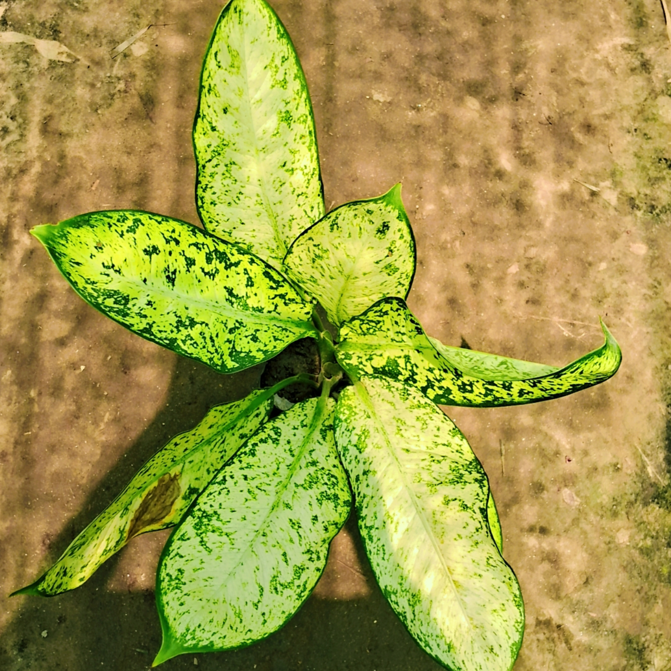 Dieffenbachia starbright plant in 6 inch polybag