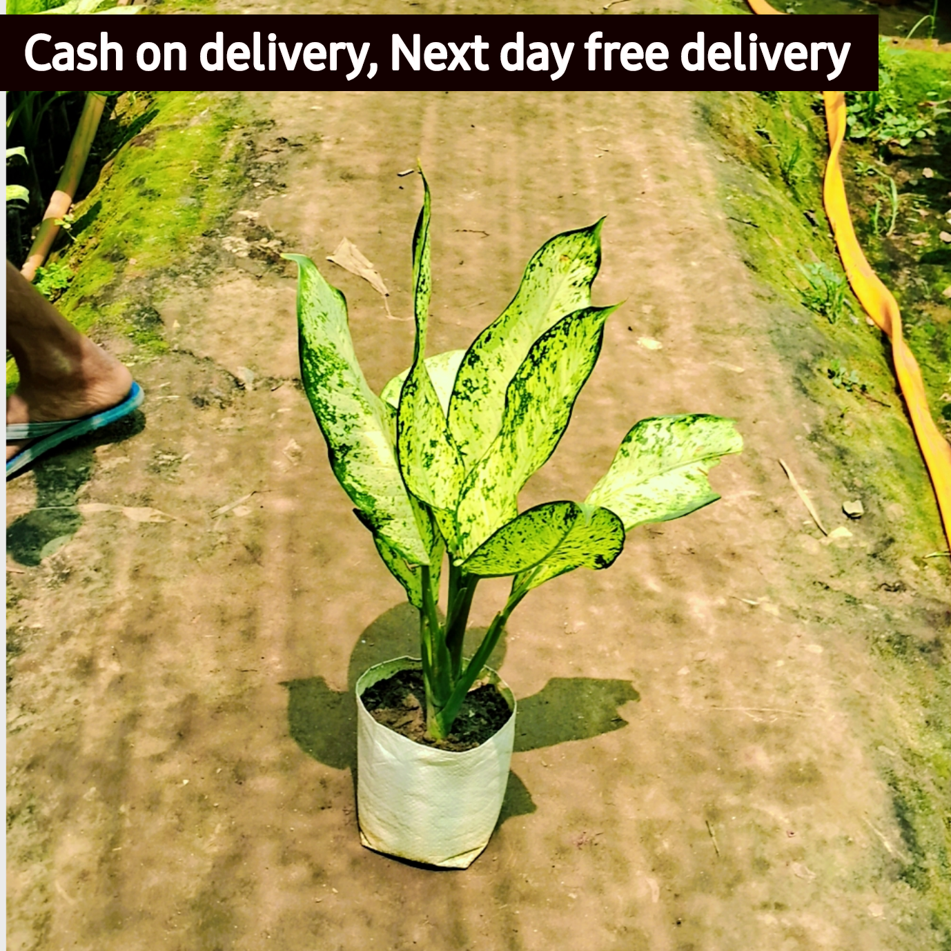 Dieffenbachia starbright plant in 6 inch polybag