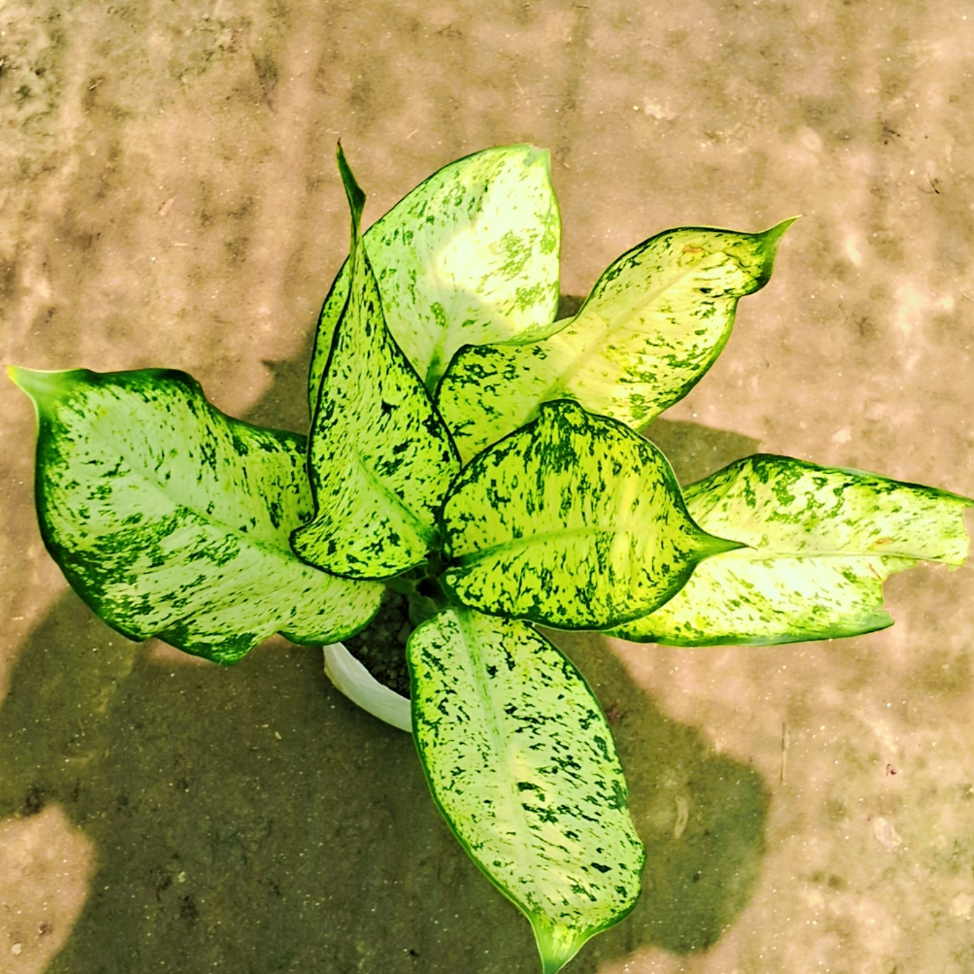 Dieffenbachia starbright plant in 6 inch polybag