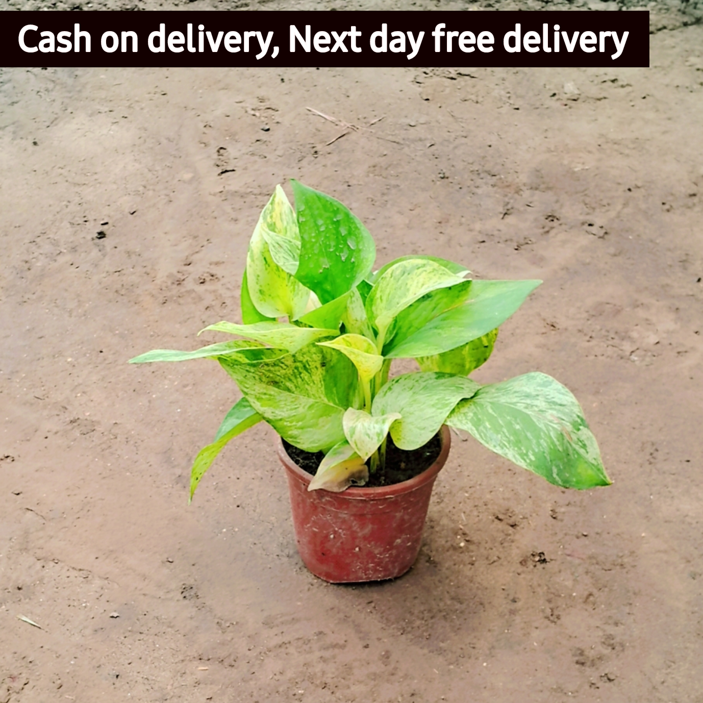 Marble Queen Pothos money plant in 4 inch pot