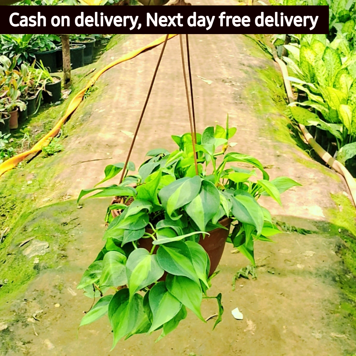Exotic  green oxycodium plant in 6 inch hanging basket