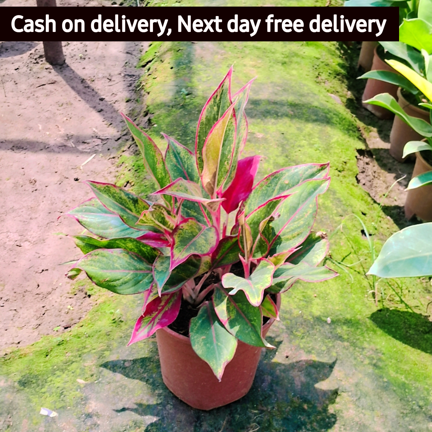 Aglaonema red Lipstick plant in 6 inch pot