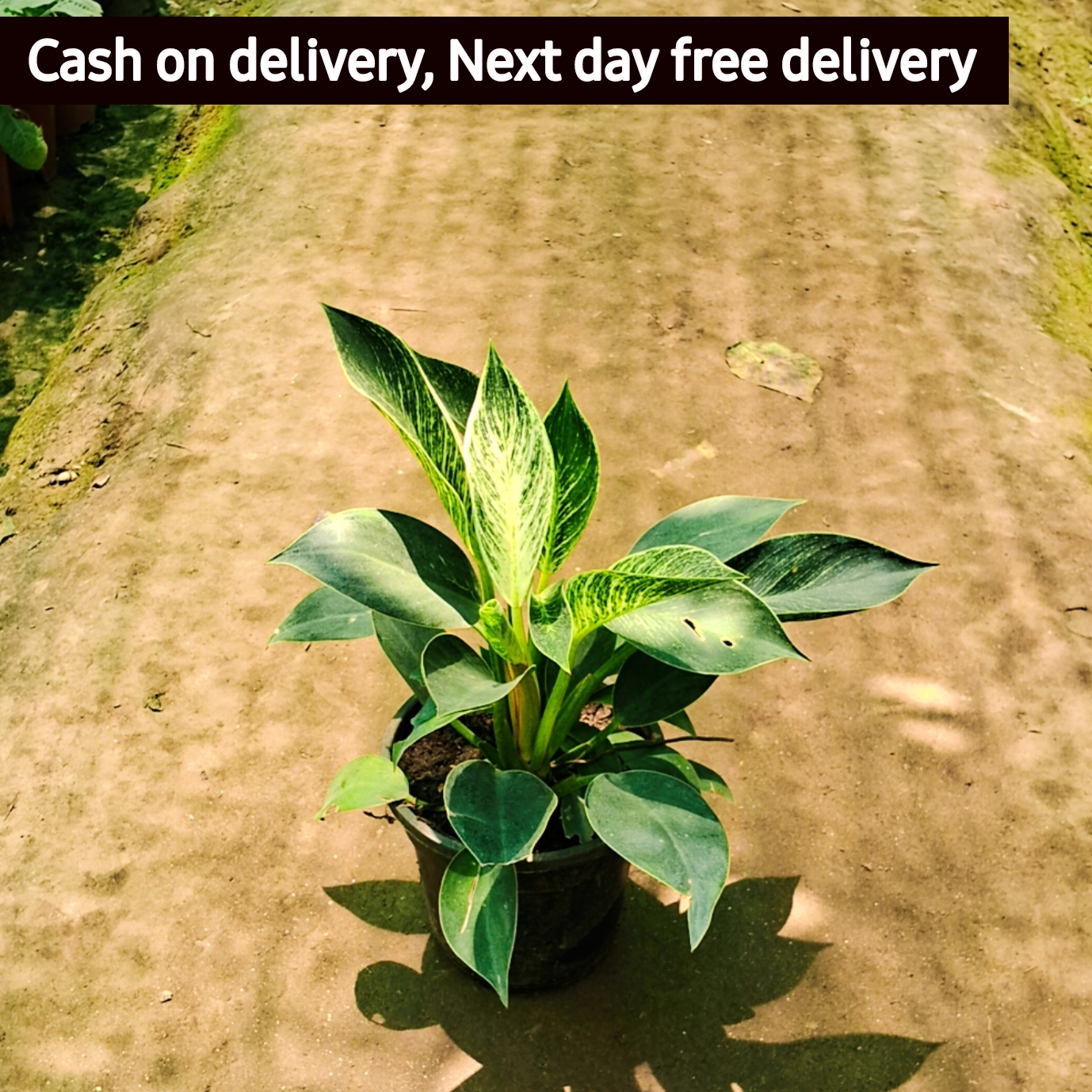 Philodendron birkin plant in 6 inch pot