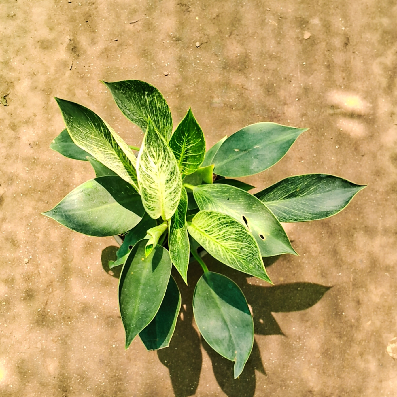 Philodendron birkin plant in 6 inch pot
