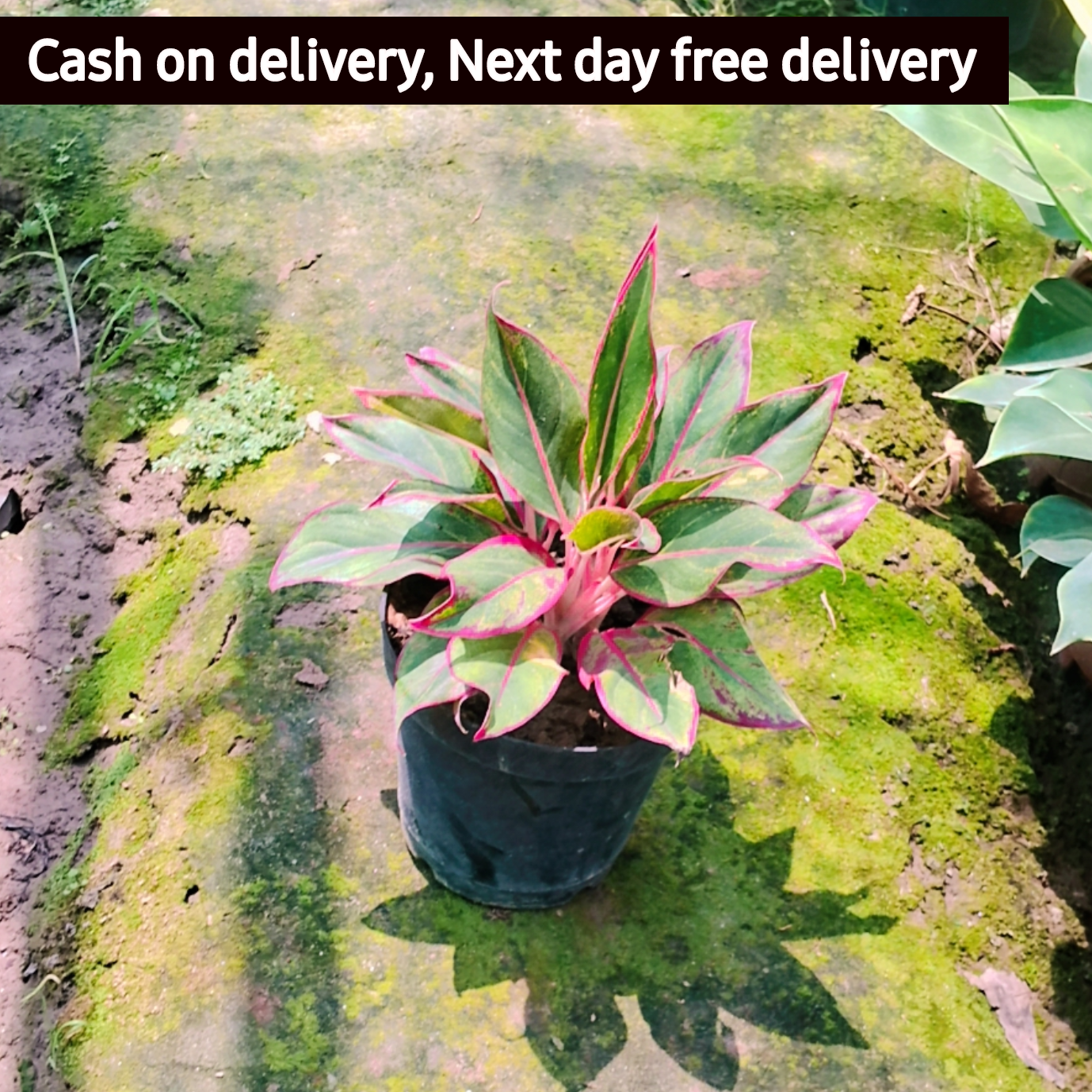 Aglaonema evergreen red plant in 8 inch pot