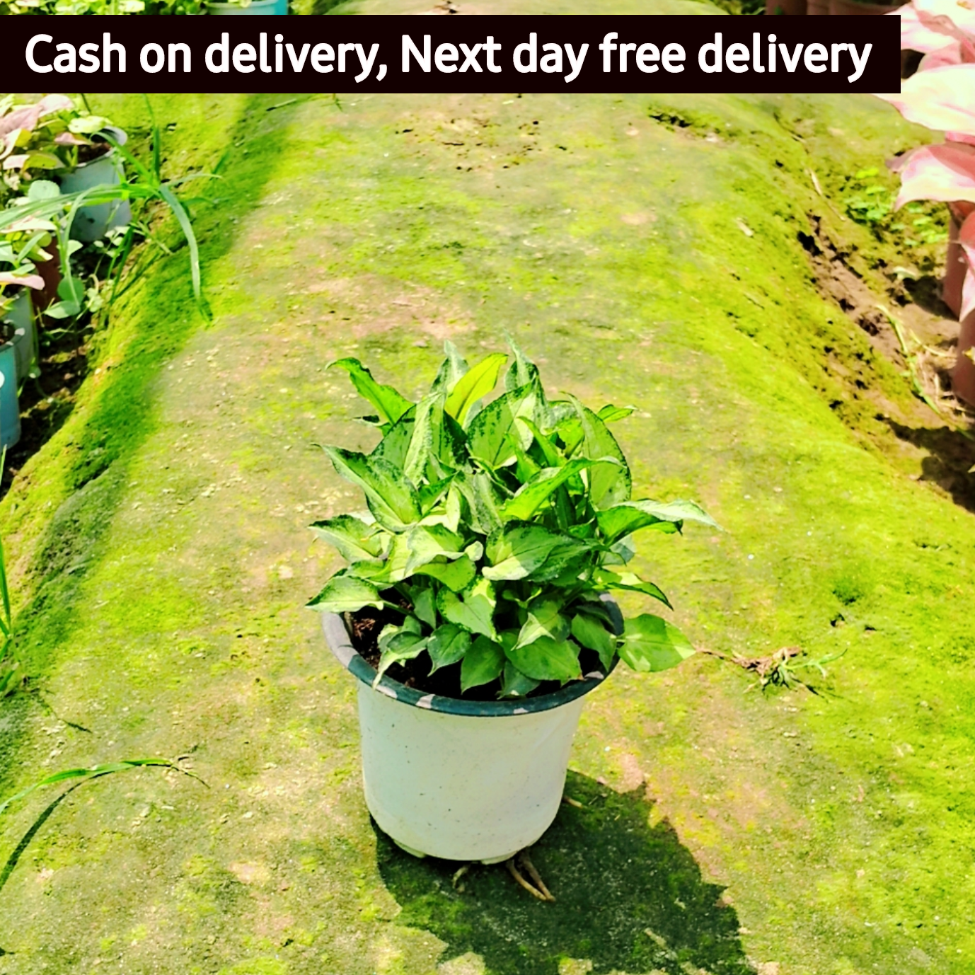 Star light Syngonium podophyllum white mix (dwarf) in 4 inch pot