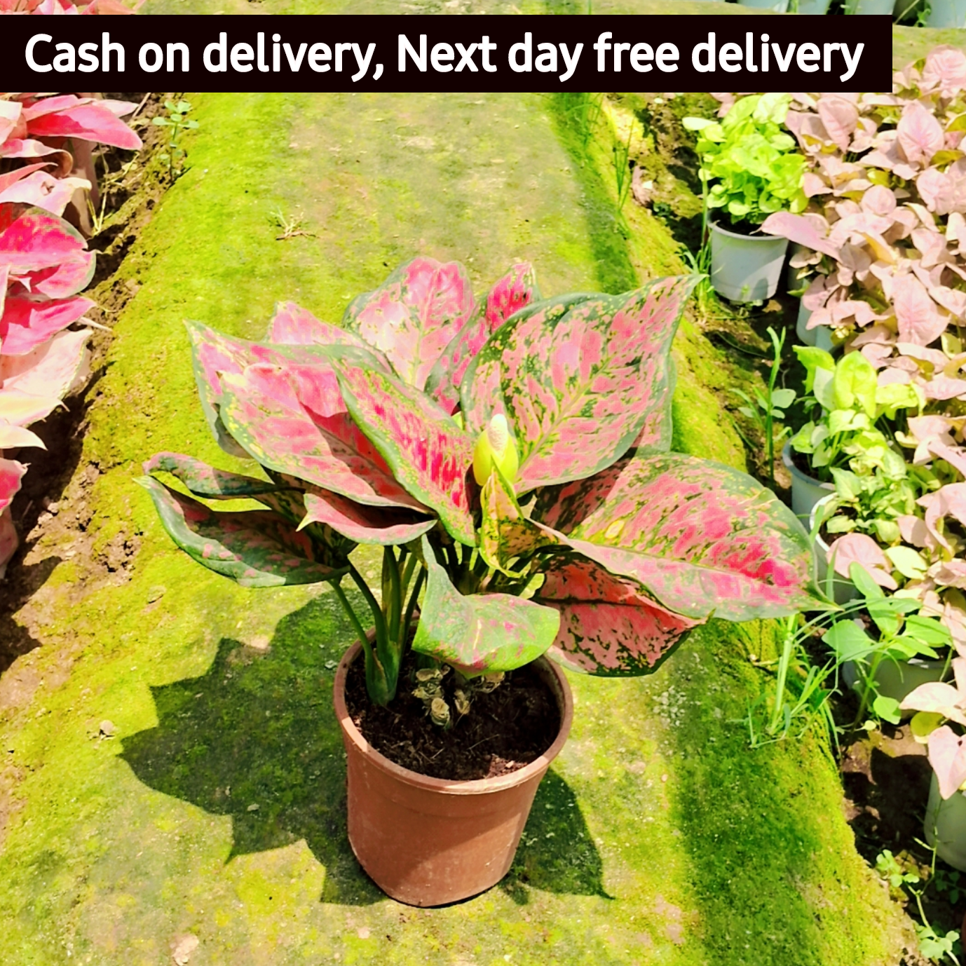 Agaonema lipstic plant in 6 inch pot