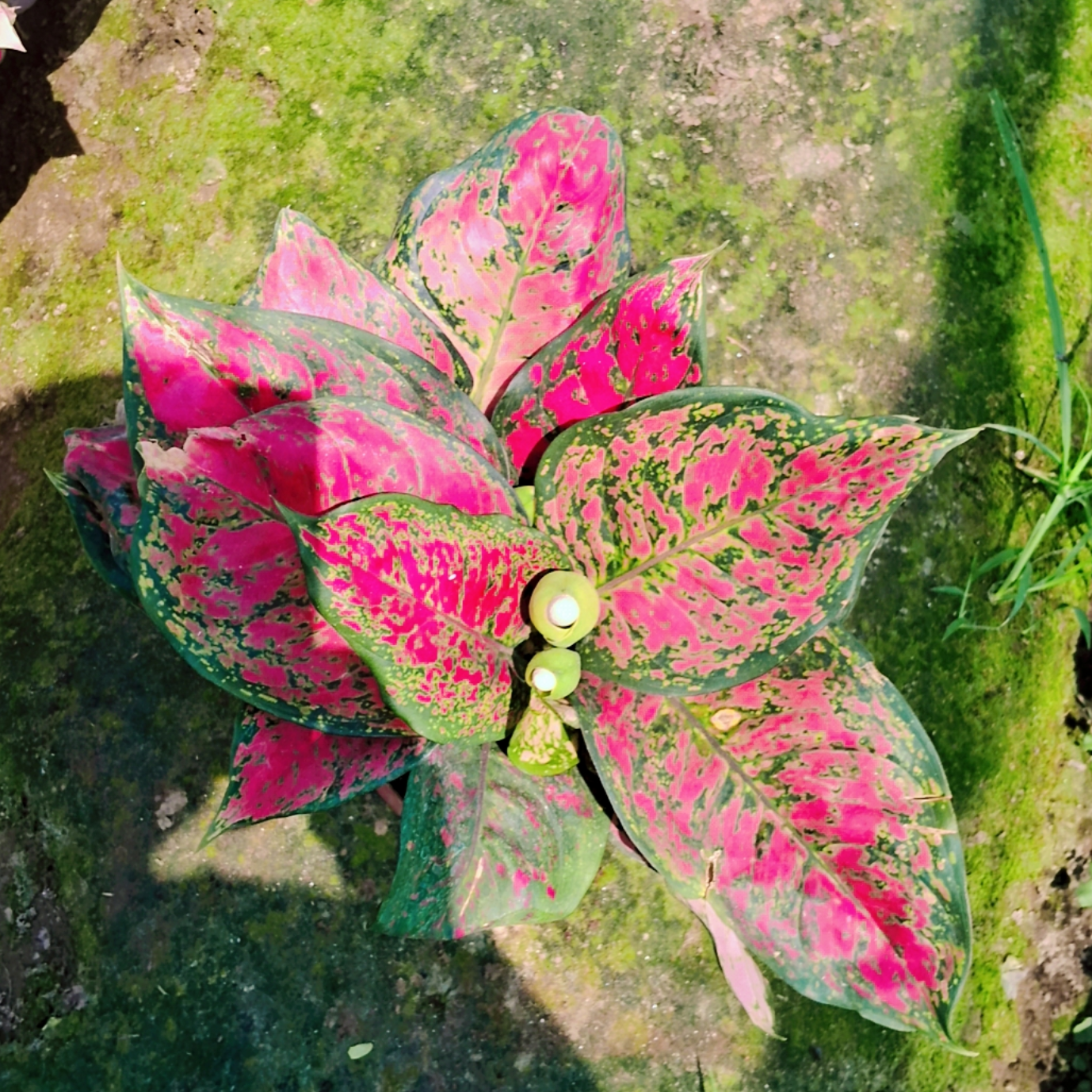 Agaonema lipstic plant in 6 inch pot