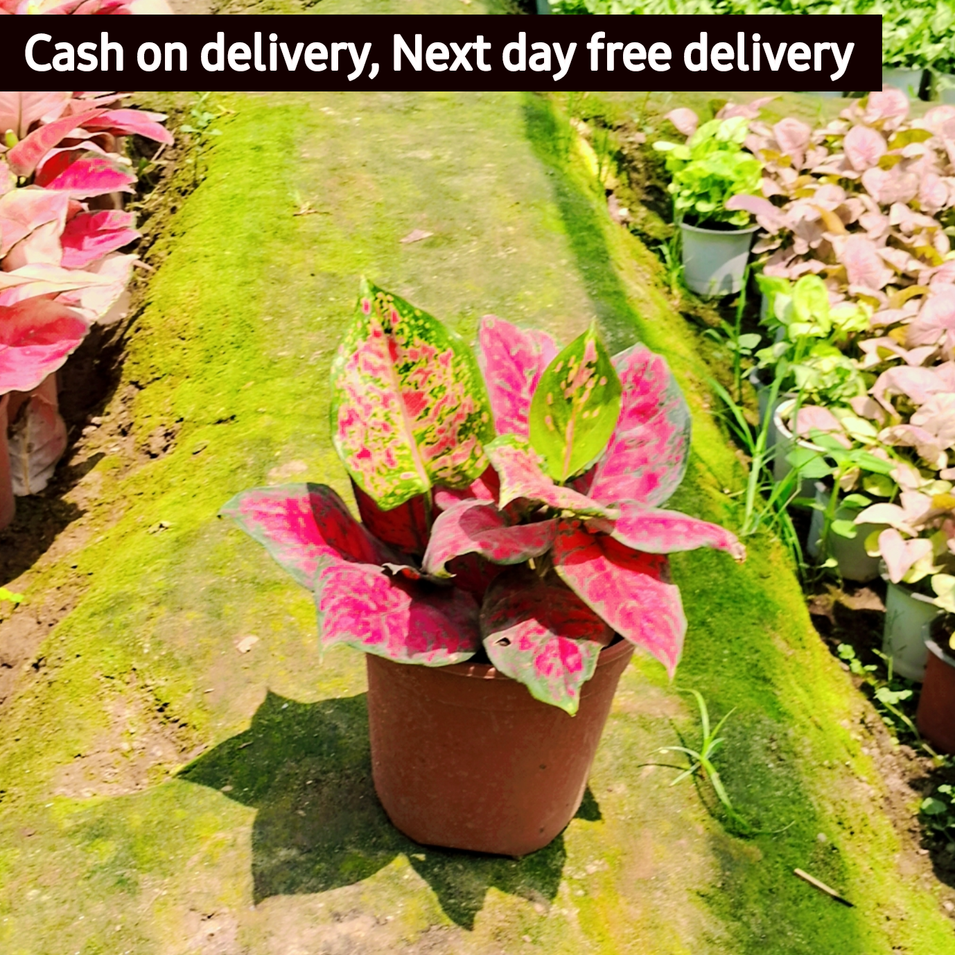 Aglaonema siam chinese  Lipstick plant in 6 inch pot