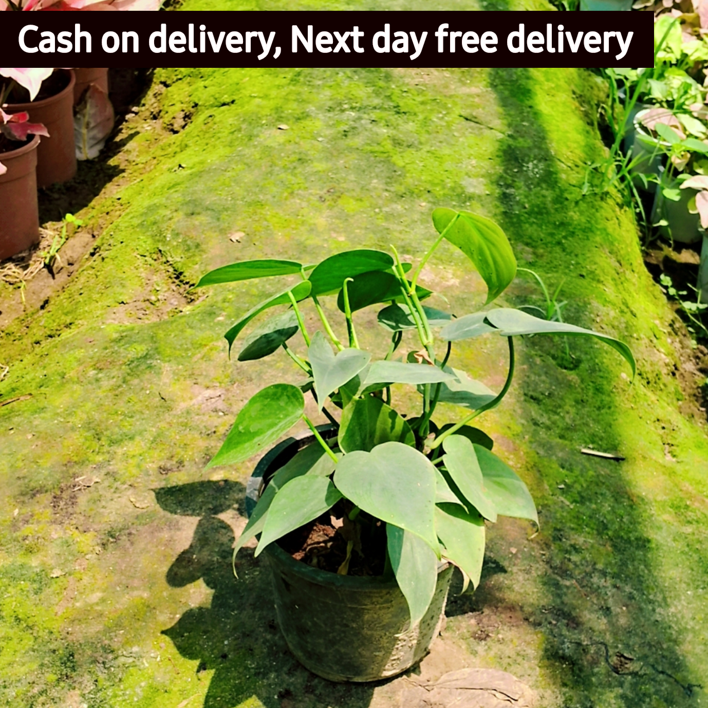 Heartleaf philodendron Plant in 6 inch pot