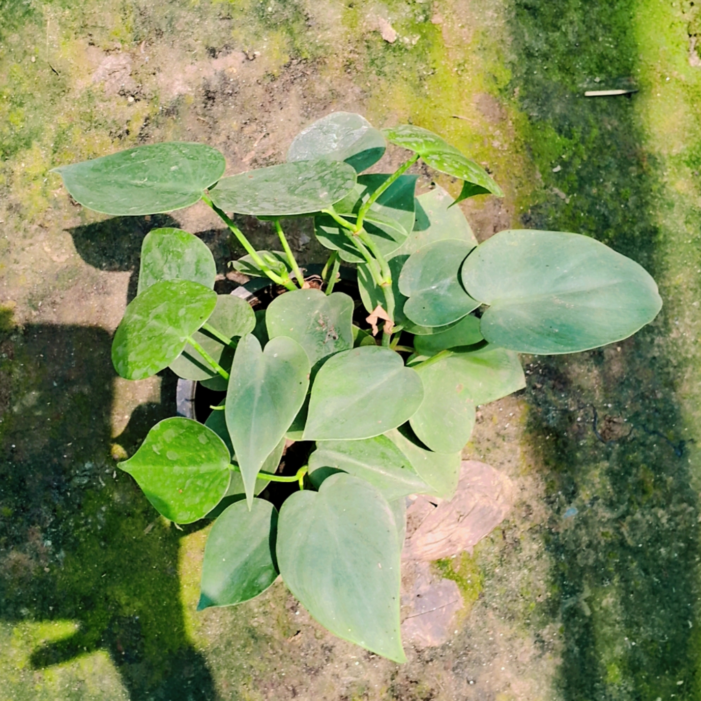 Heartleaf philodendron Plant in 6 inch pot