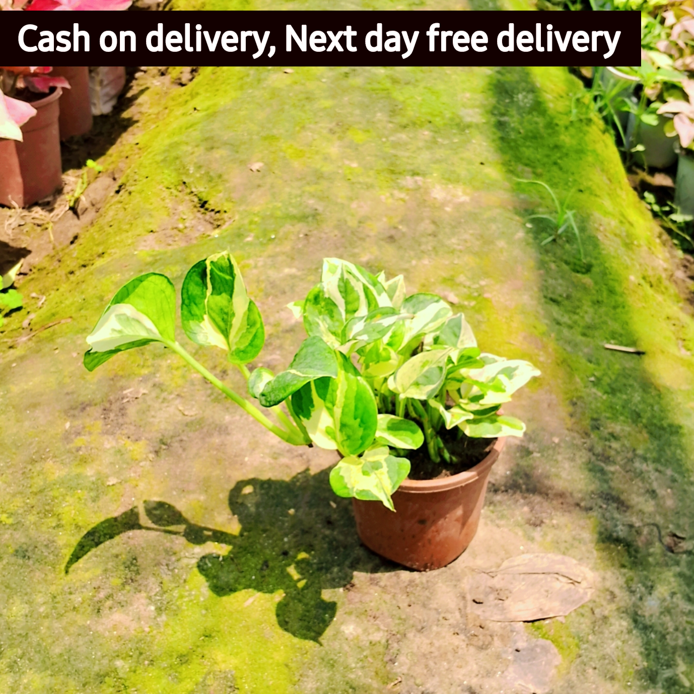 Verigated Money  Plant (Ukanda) in 4 inch pot