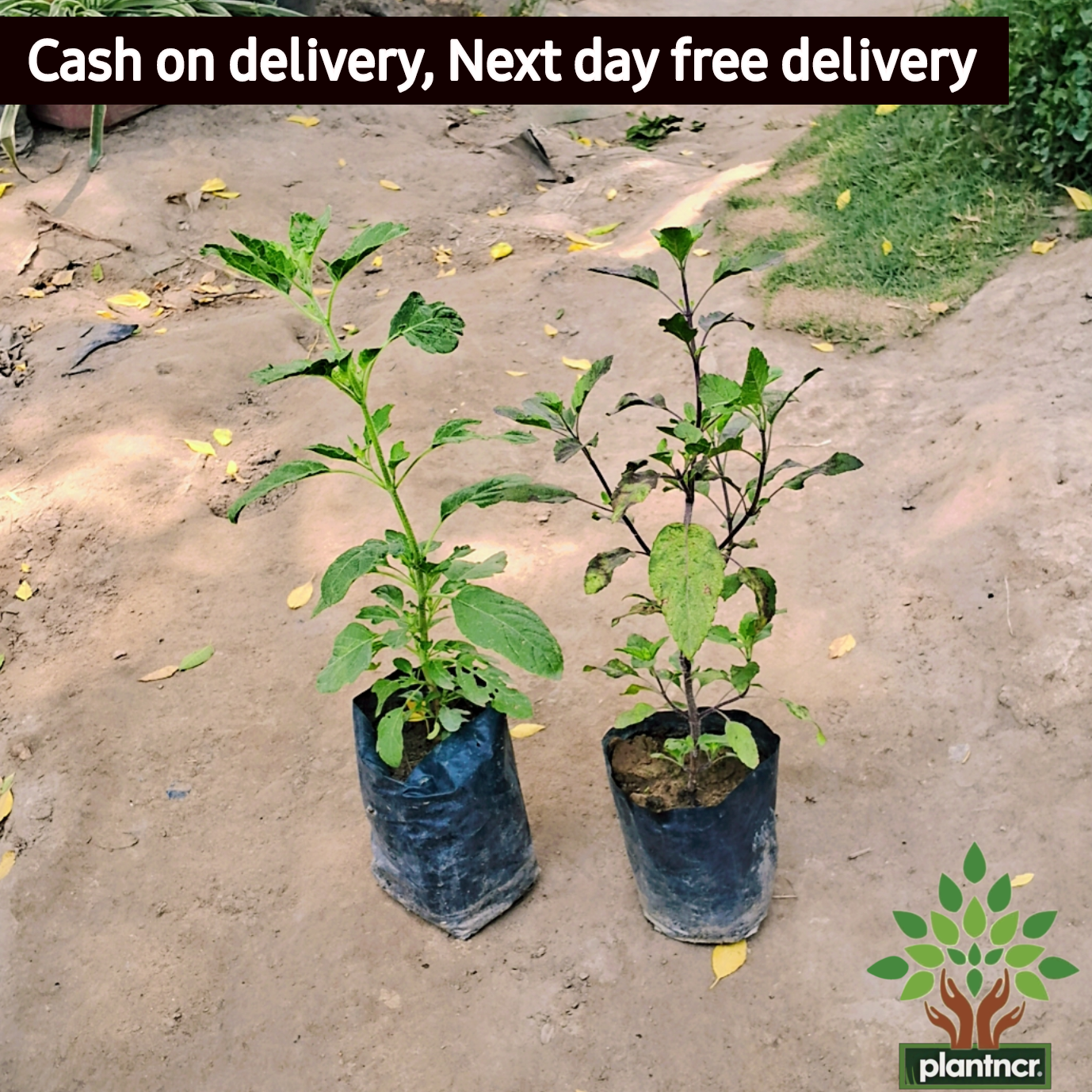 Tulsi (Rama, Shyama) plant in 4 inch polybag