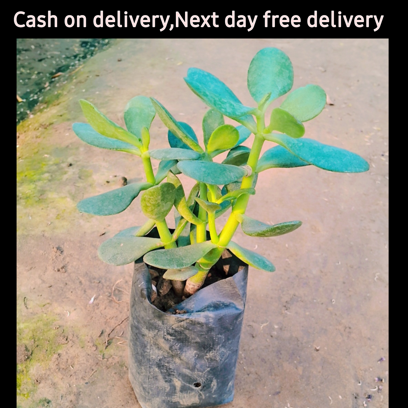 Crassula ovata plant in 4 inch poybag