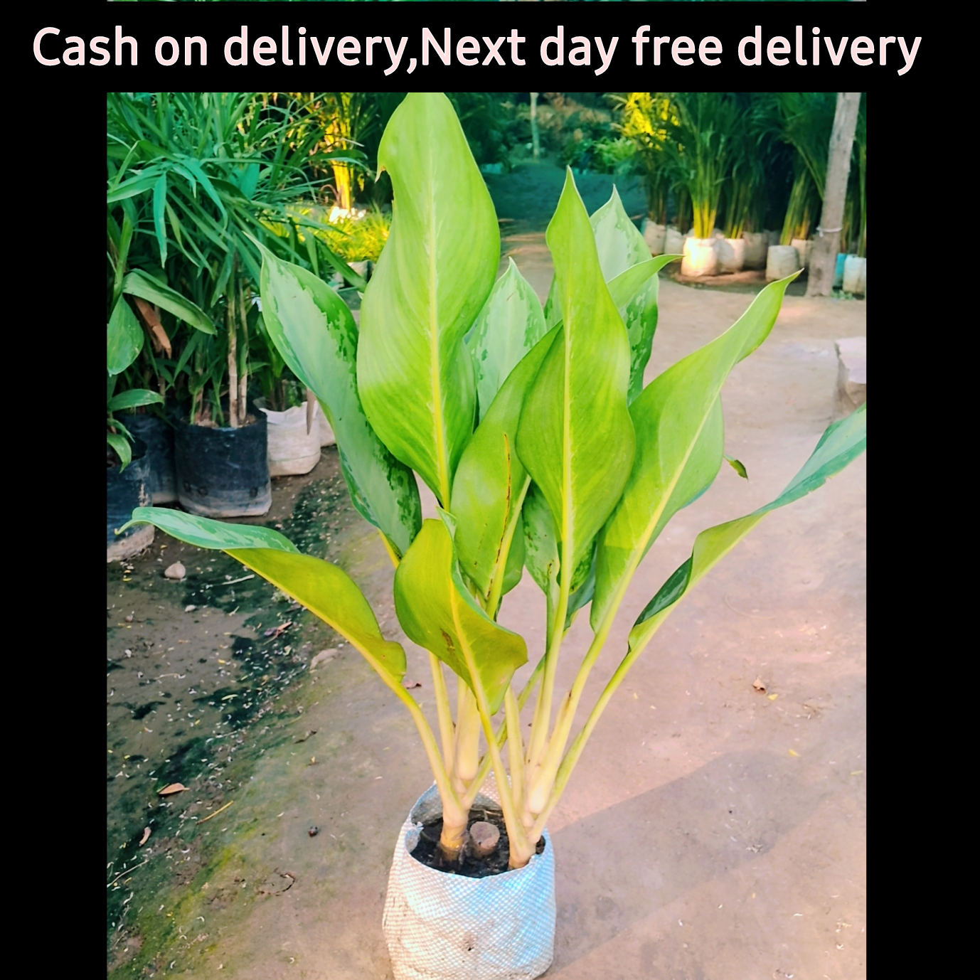 Aglaonema plant in 6 inch polybag