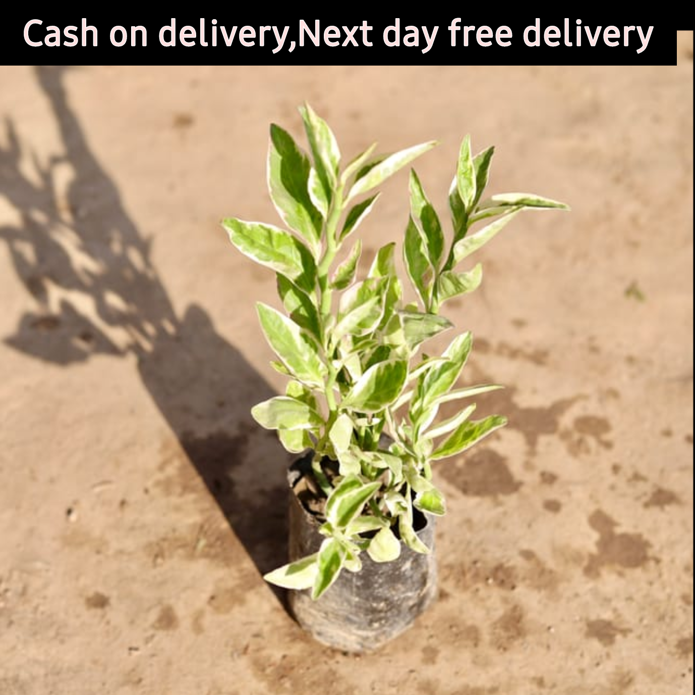 Devil's back bone plant in 4 inch polybag