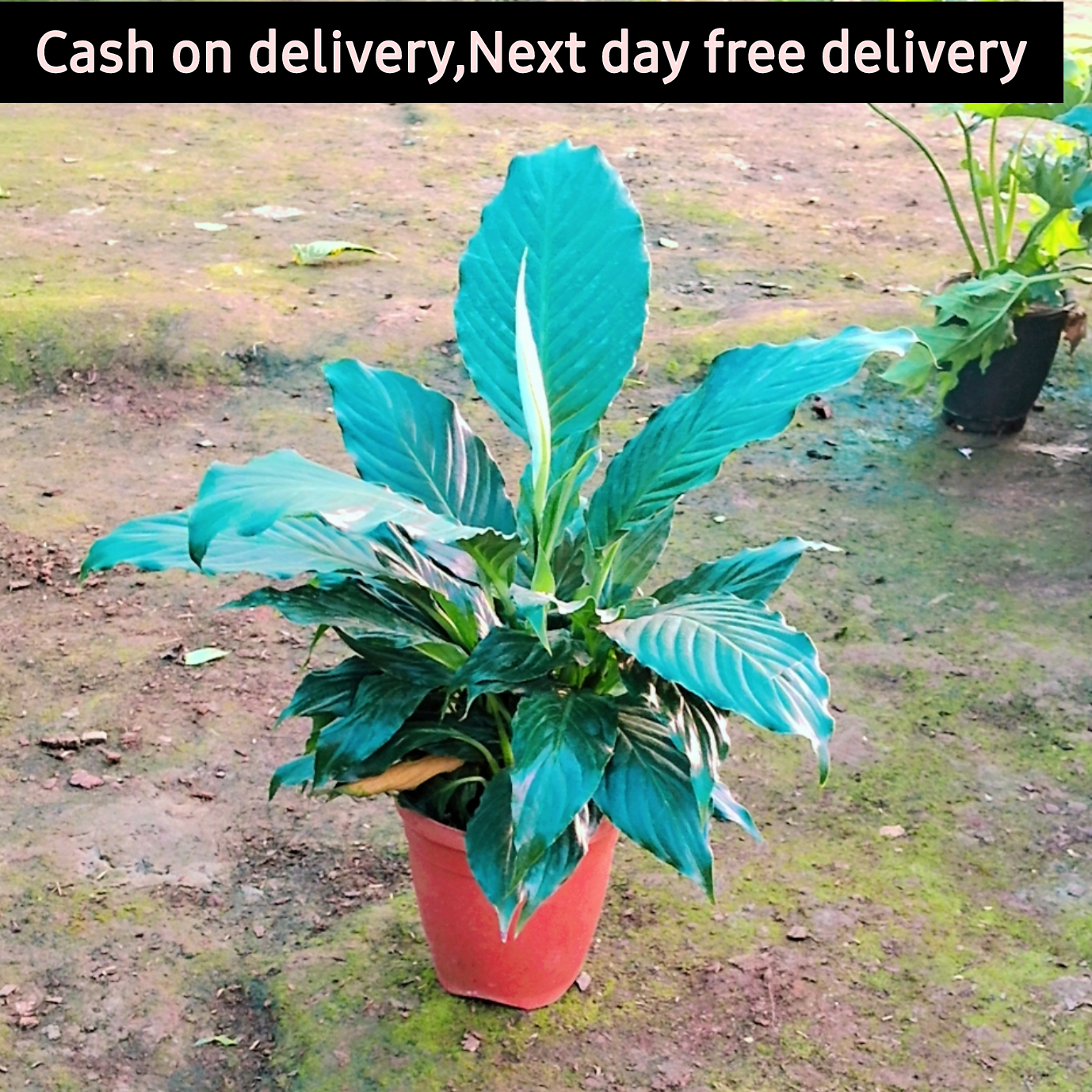 Peace lily plant in 8 inch pot