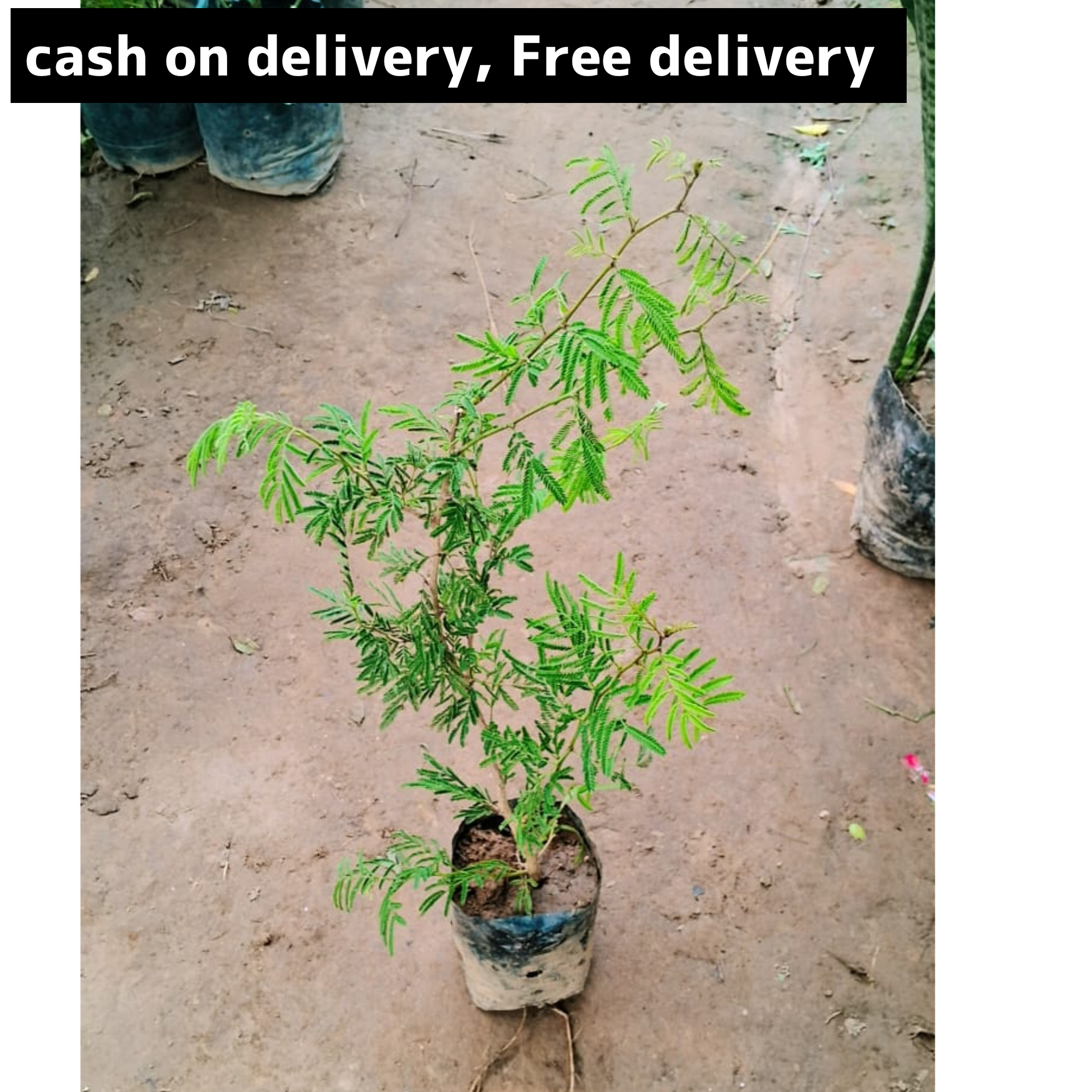 Holy Shami plant in 4 inch polybag