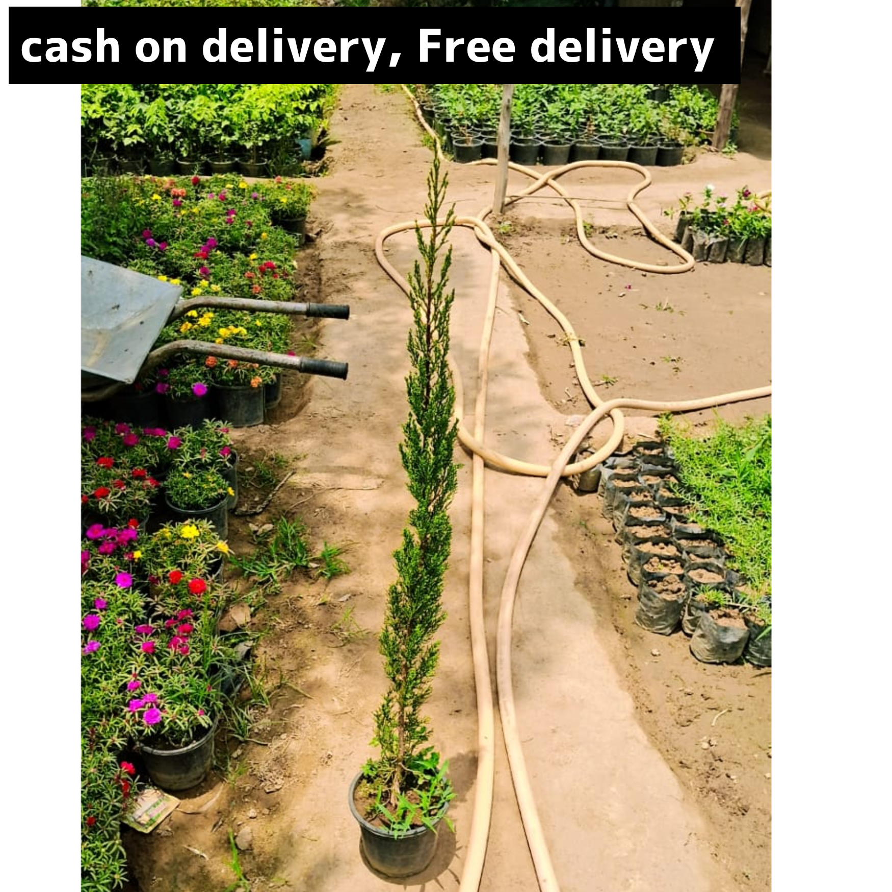 Pencil pine plant in 6 inch pot