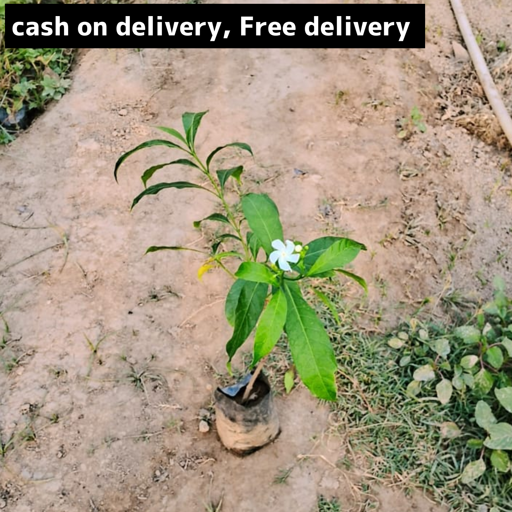 Pinwheel Flower( jasmine) plant in 4 inch polybag