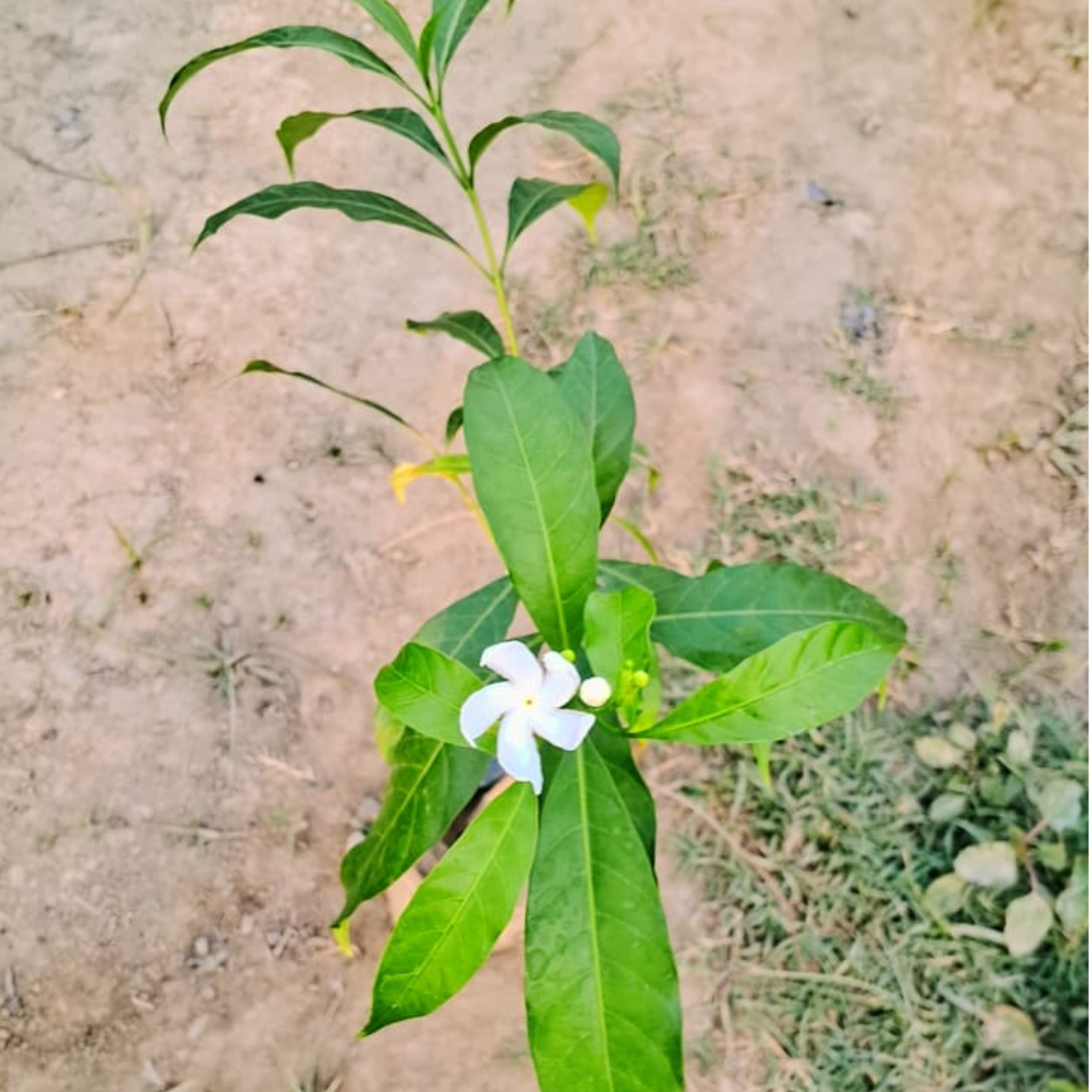 Pinwheel Flower( jasmine) plant in 4 inch polybag