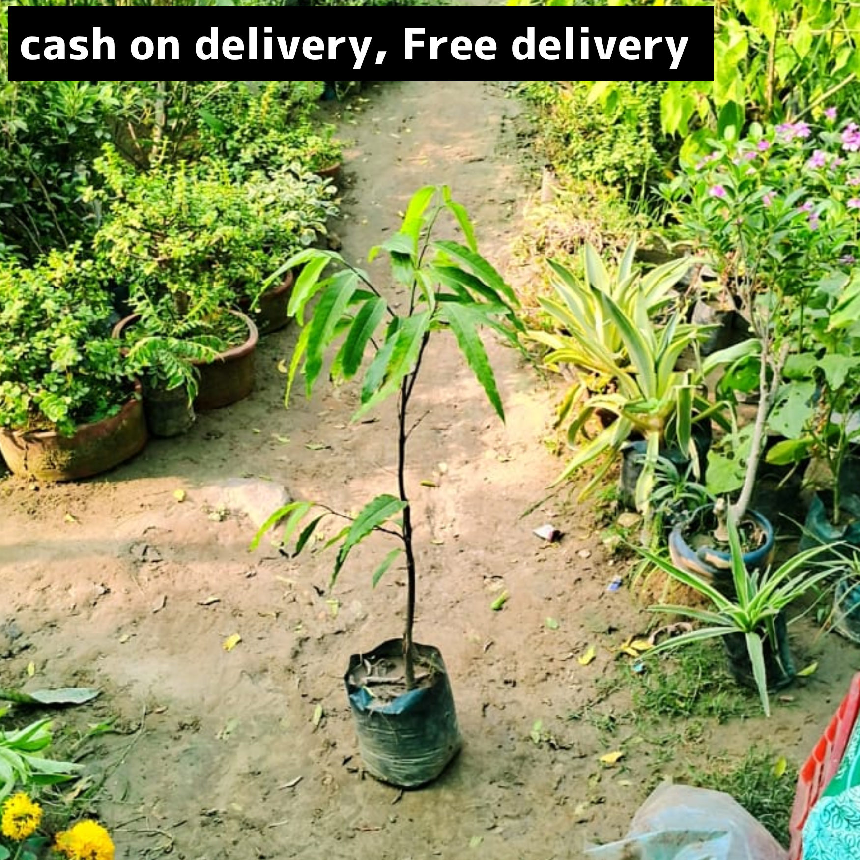 Ashoka plant in 4 inch polybag (2.5 feet)