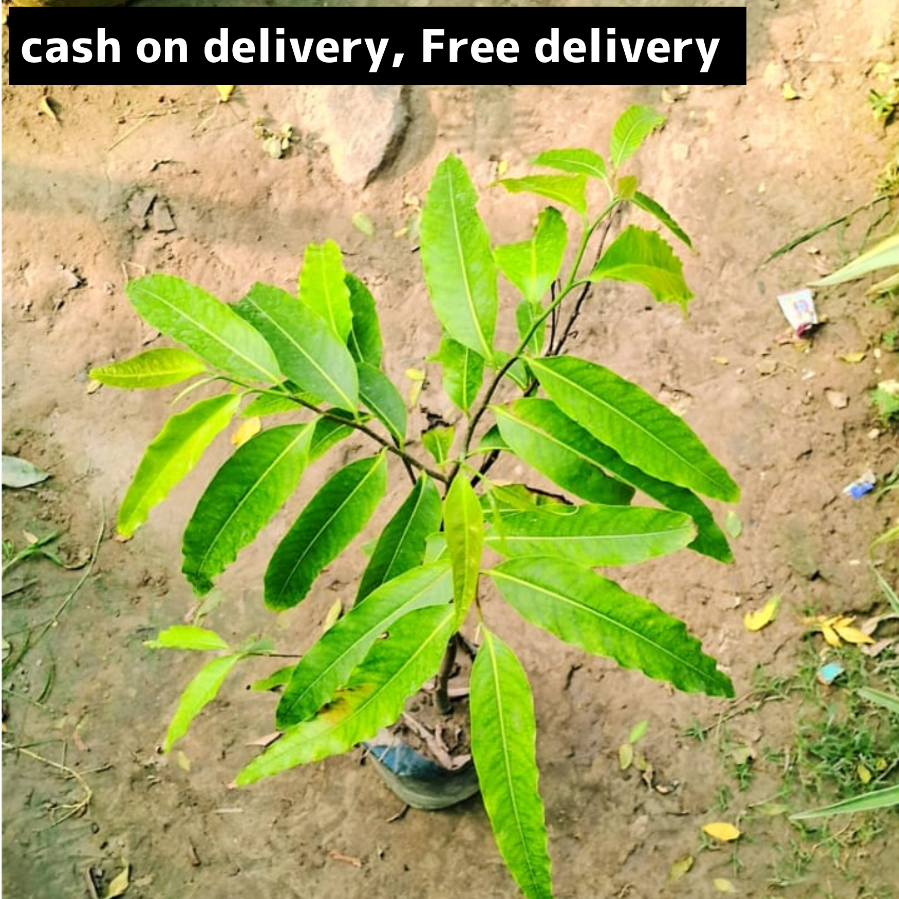 Ashoka plant in 4 inch polybag (2.5 feet)