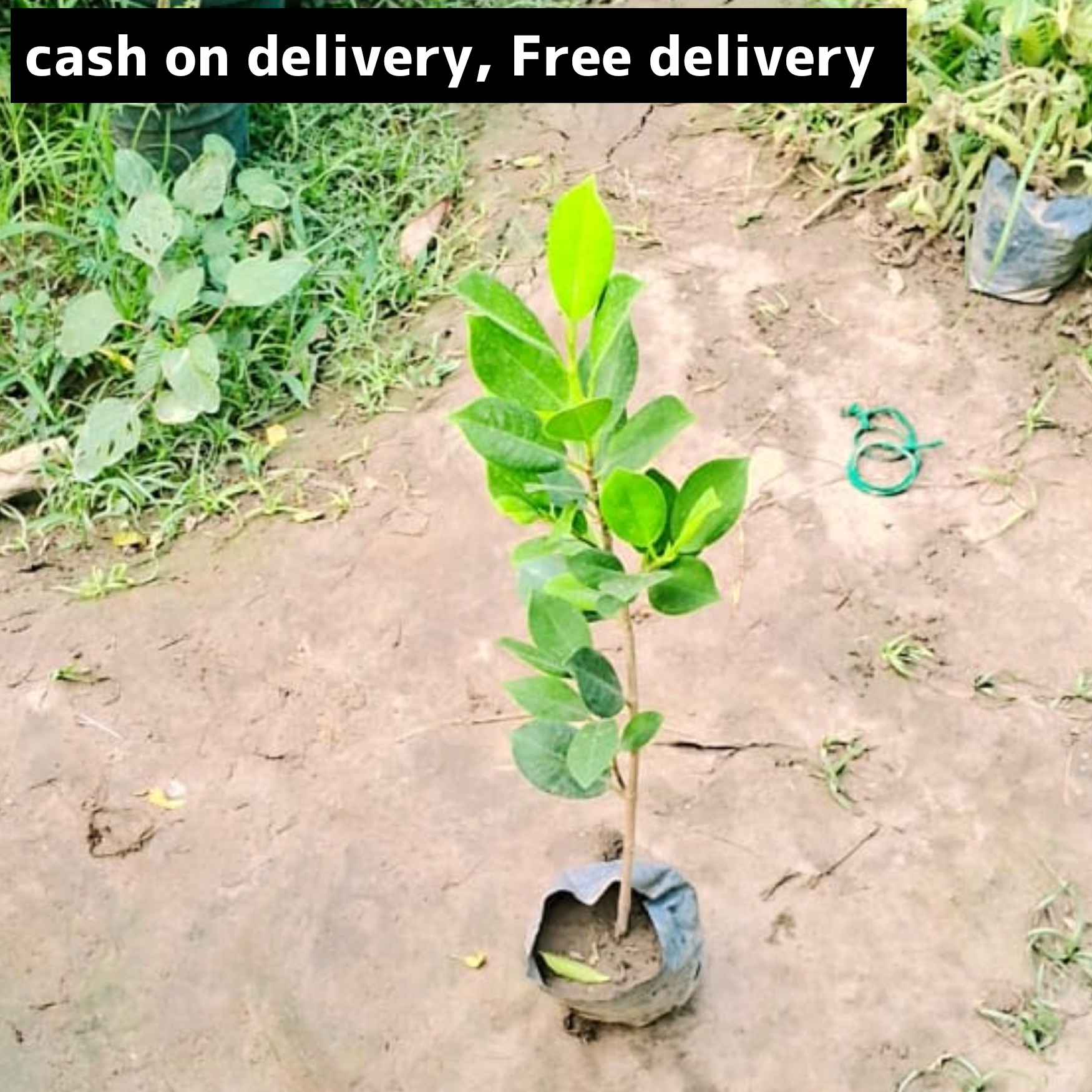Nagasland ficus in 4 inch polybag