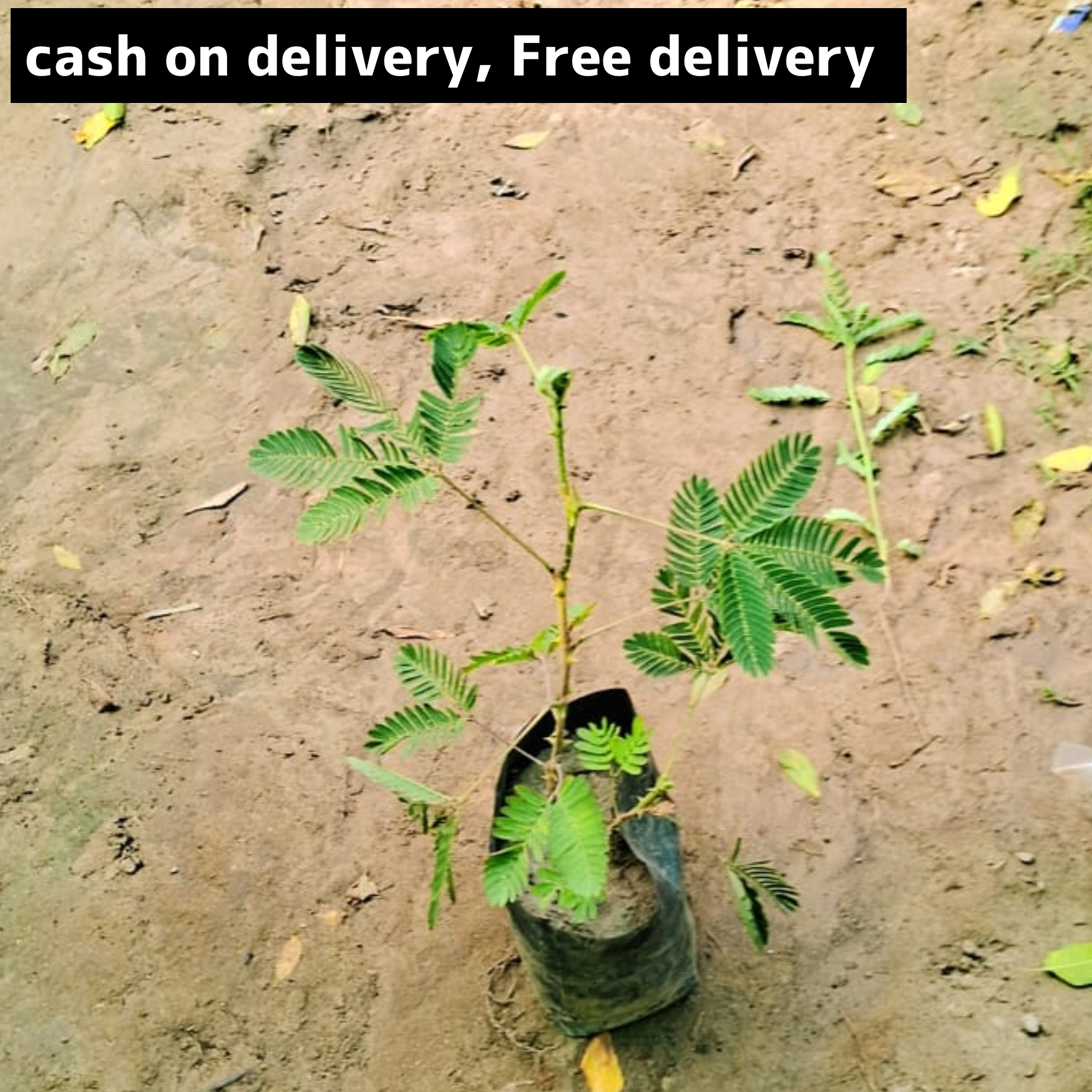 Chuimui (don't touch me) plant in 4 inch polybag