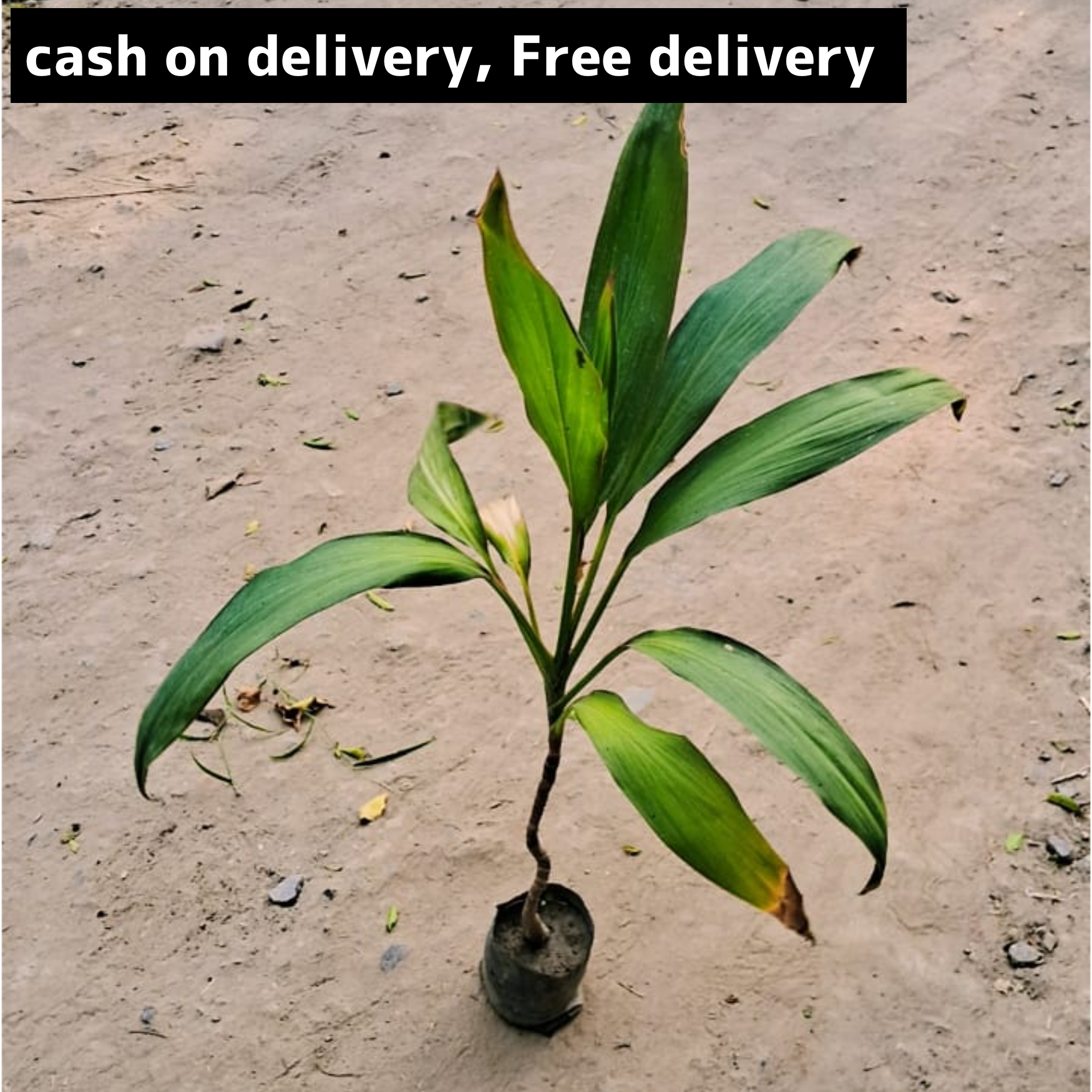 Dracaena green straw plant in 4 inch polybag bag