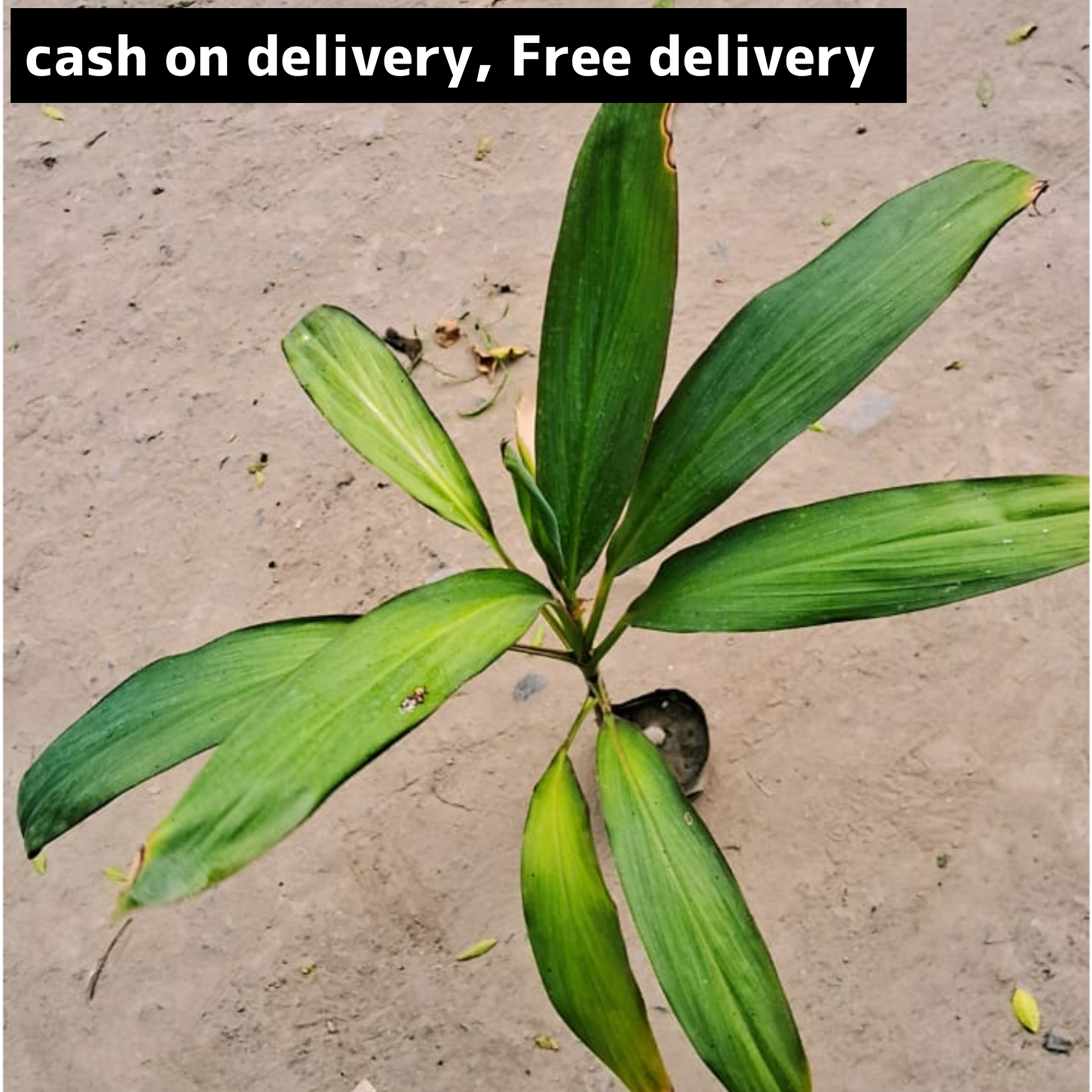 Dracaena green straw plant in 4 inch polybag bag