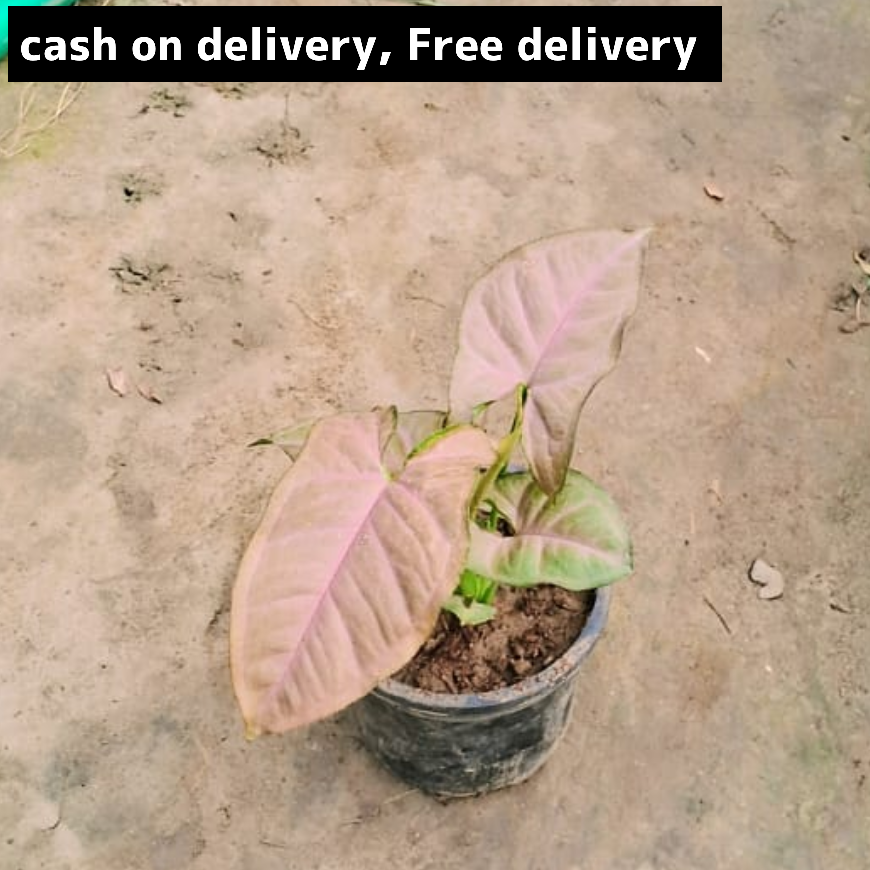 Pink synonym plant (dwarf) in 4 inch pot