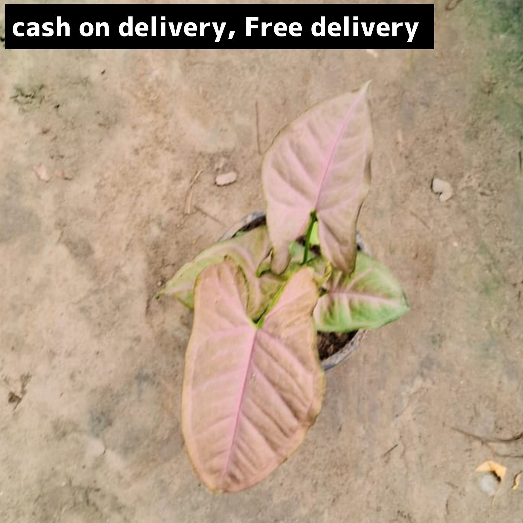 Pink synonym plant (dwarf) in 4 inch pot