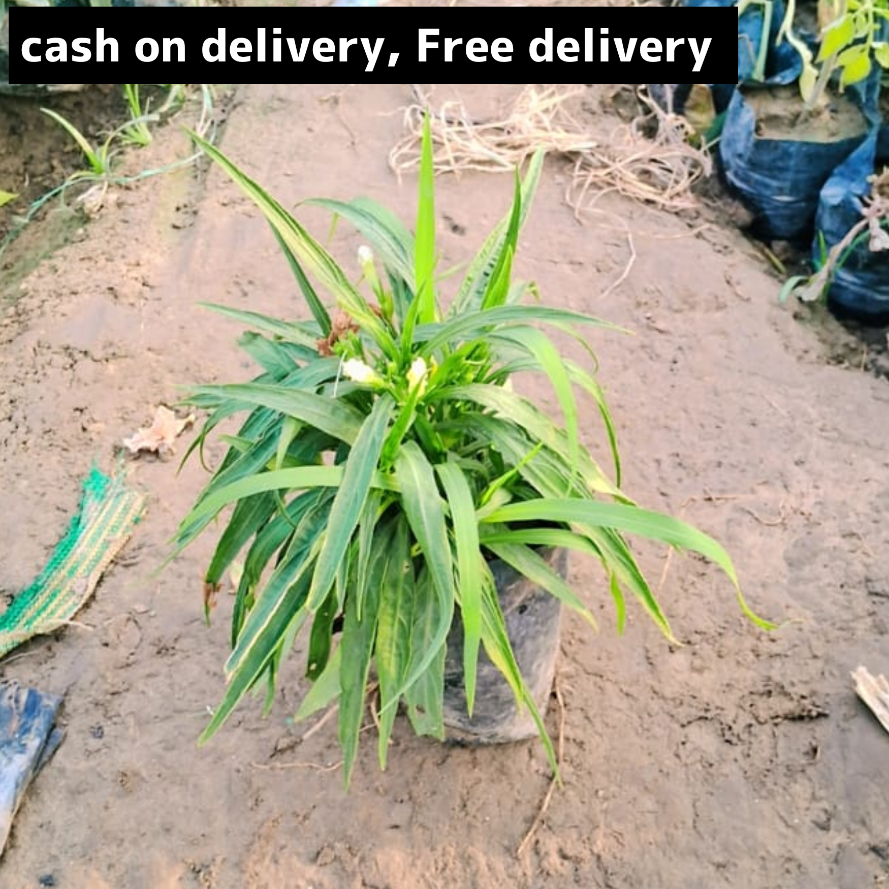 Mexican petunia in 4 inch polybag