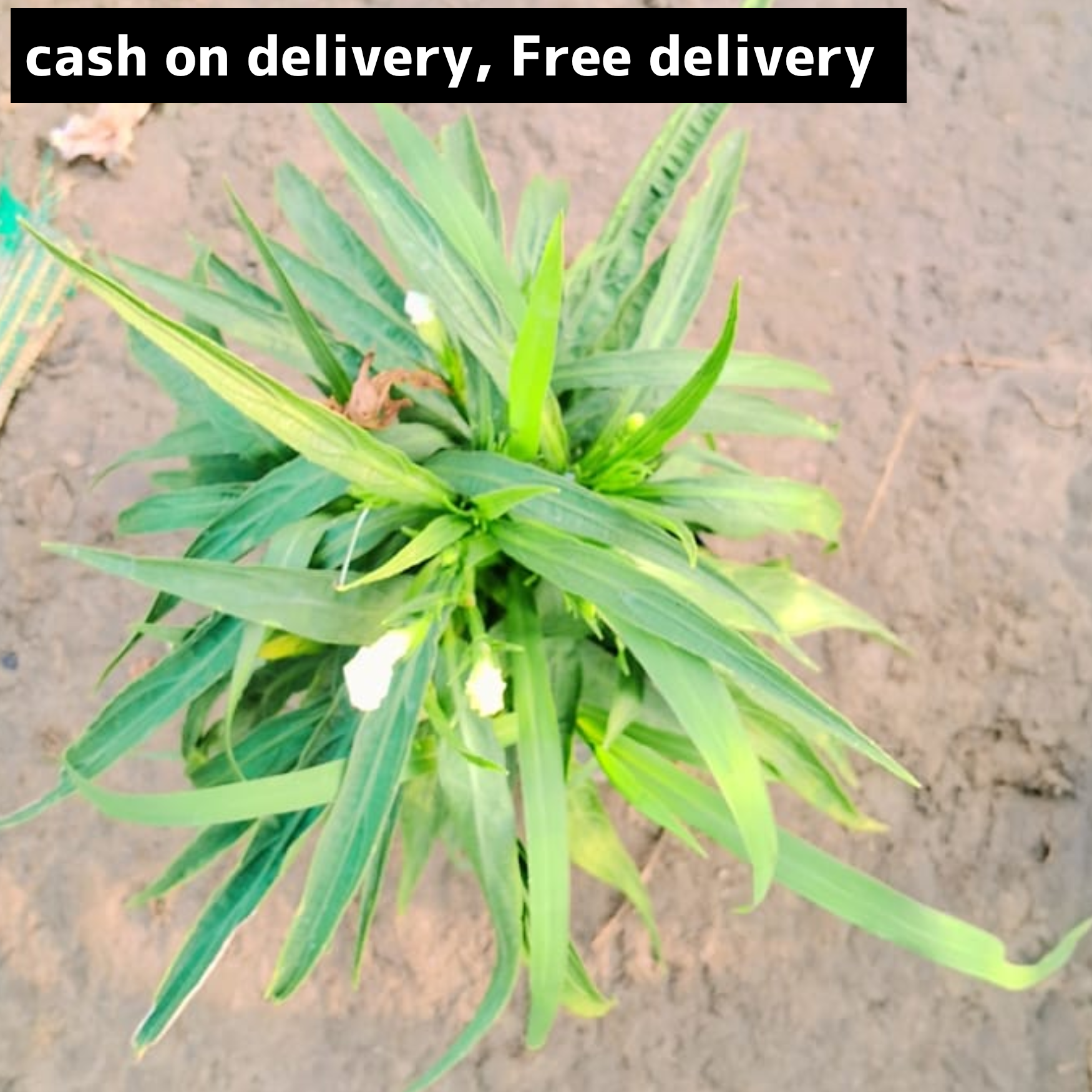 Mexican petunia in 4 inch polybag
