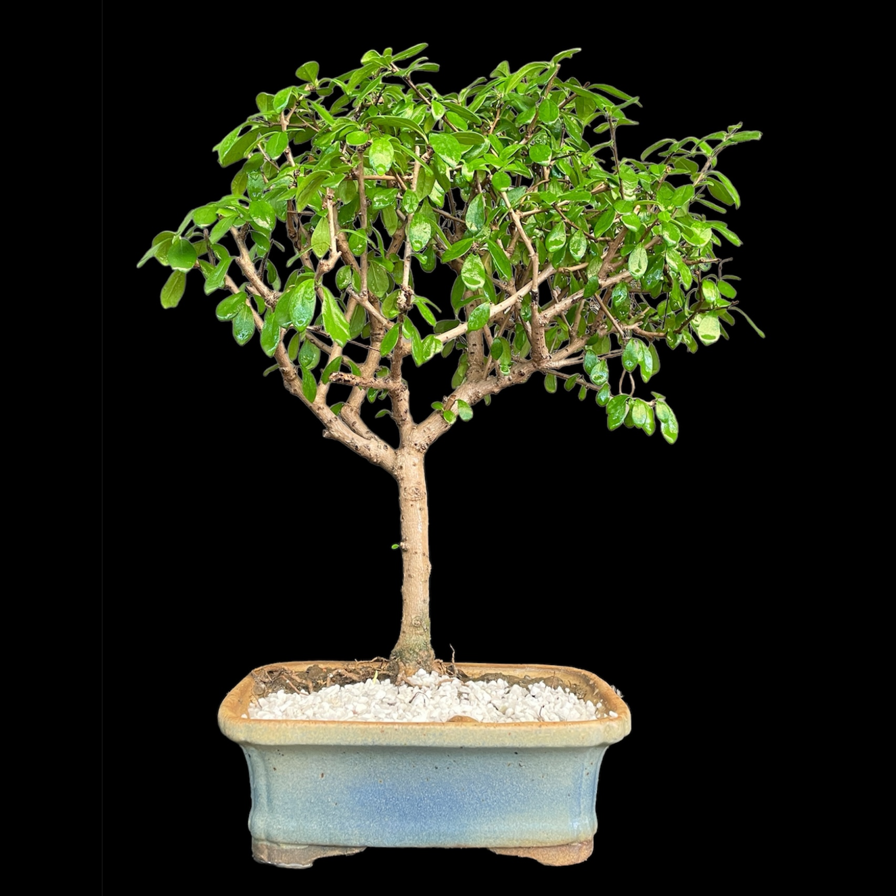 Carmona Flowering Bonsai (9×5) inch ceramic pot
