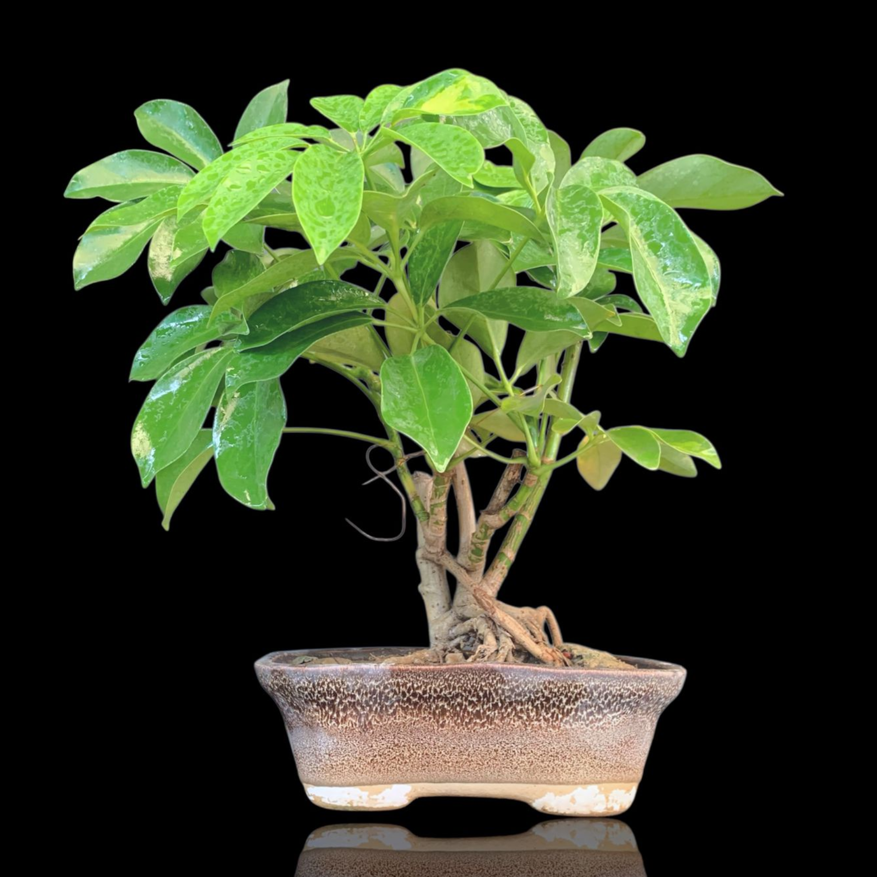 Schefflera Bonsai in 6 inch ceramic pot