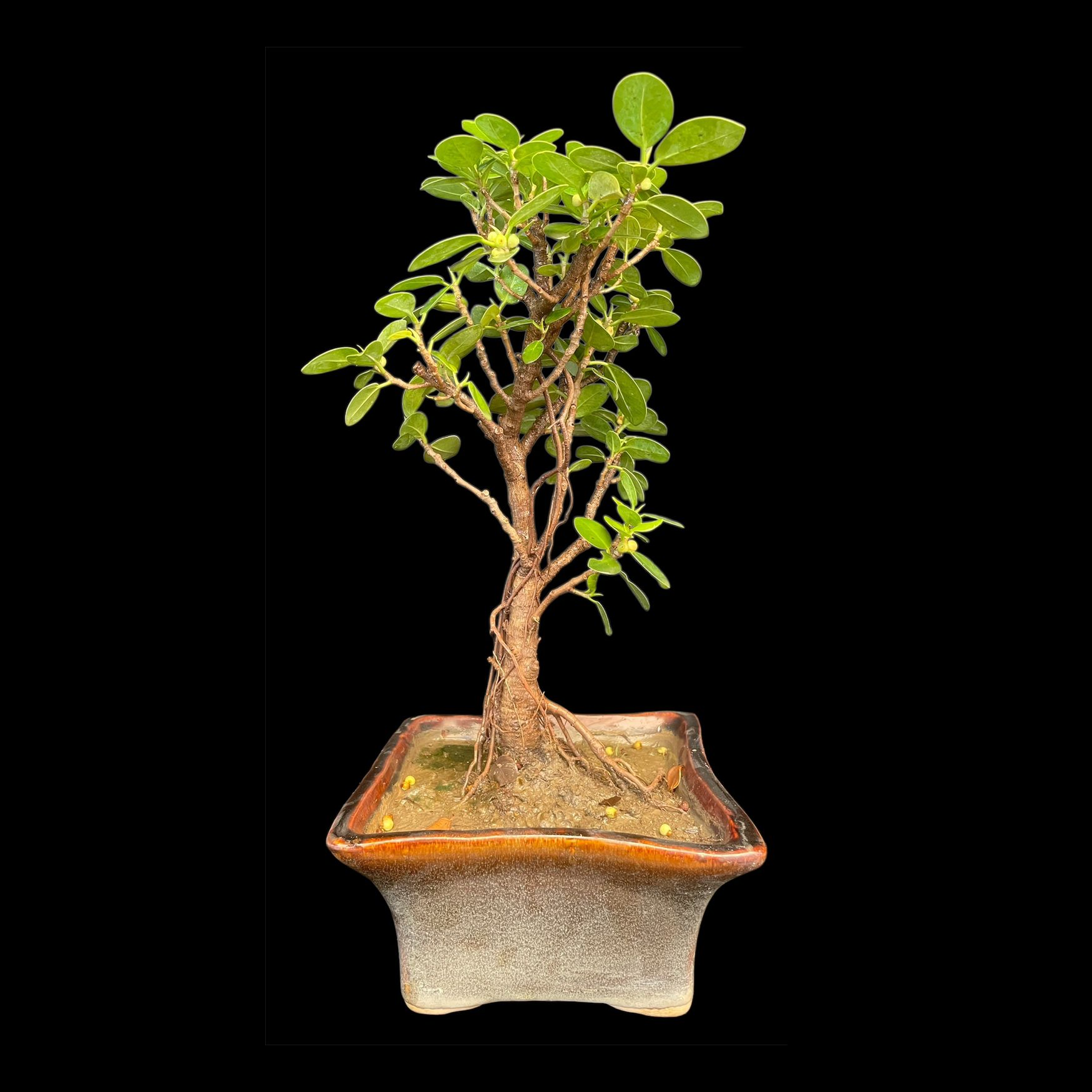 Ficus Longsiland Gifting Bonsai in 5 inch ceramic pot