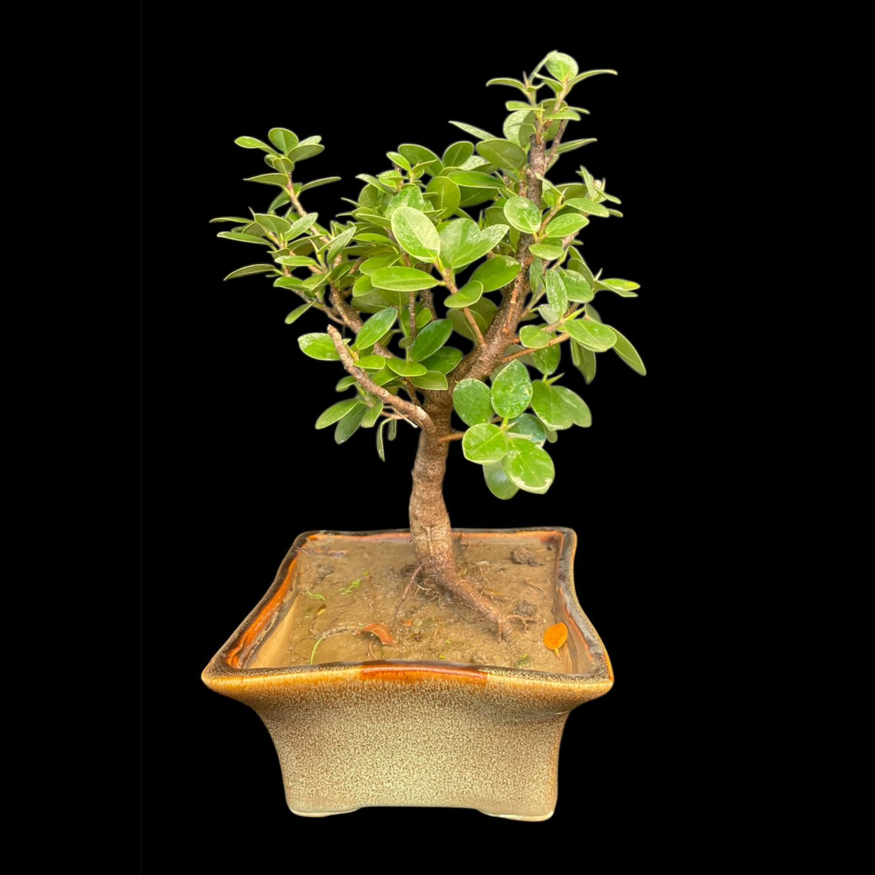 Ficus Longsiland Gifting Bonsai in 5 inch ceramic pot