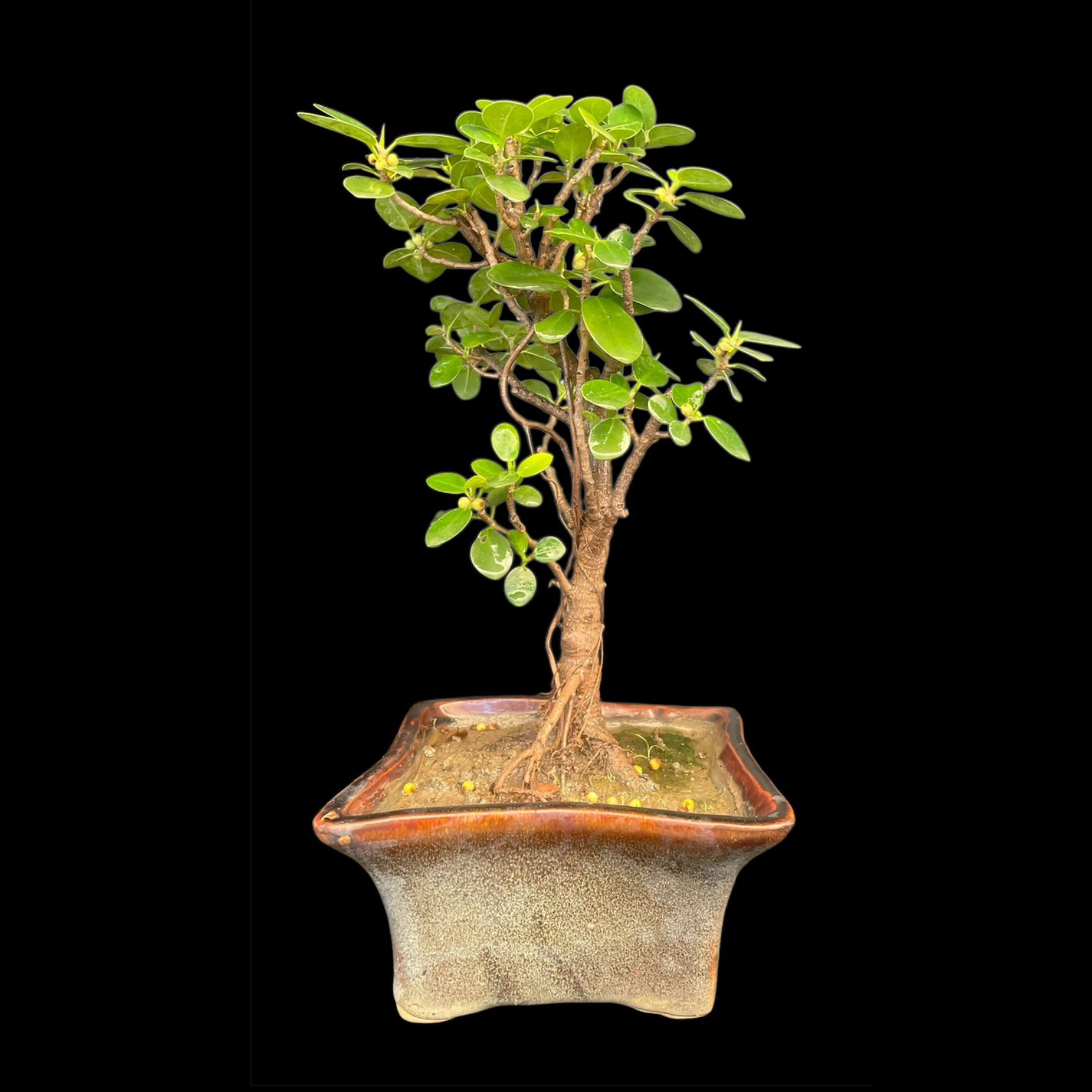 Ficus Longsiland Gifting Bonsai in 5 inch ceramic pot